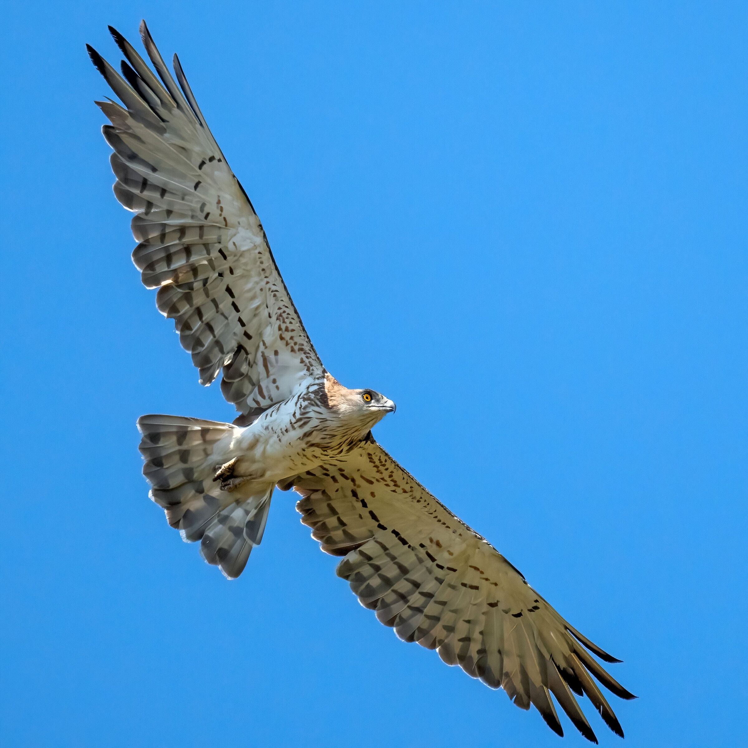 Biancone o Aquila dei serpenti (Circaetus gallicus)