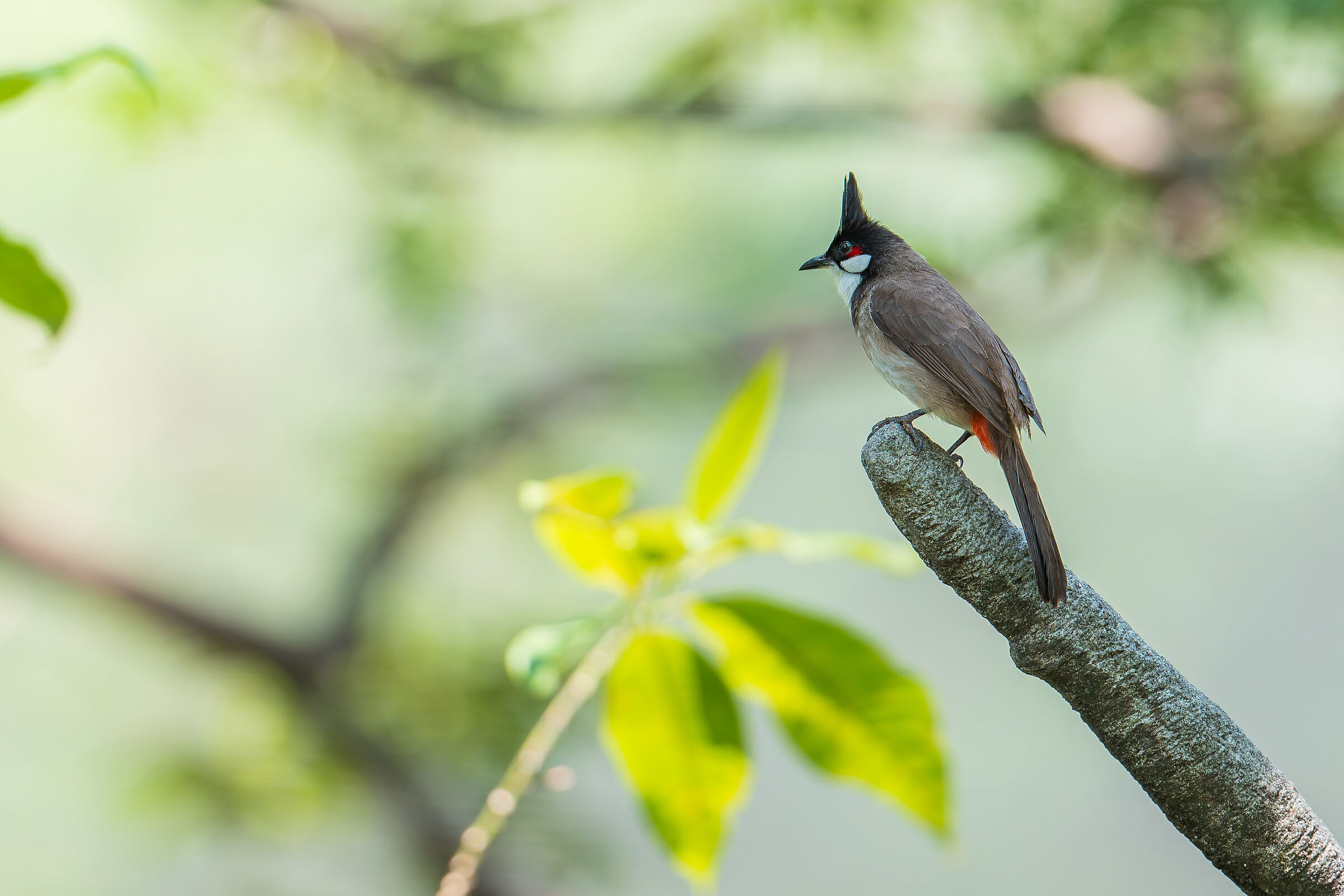 Solitary Bulbul