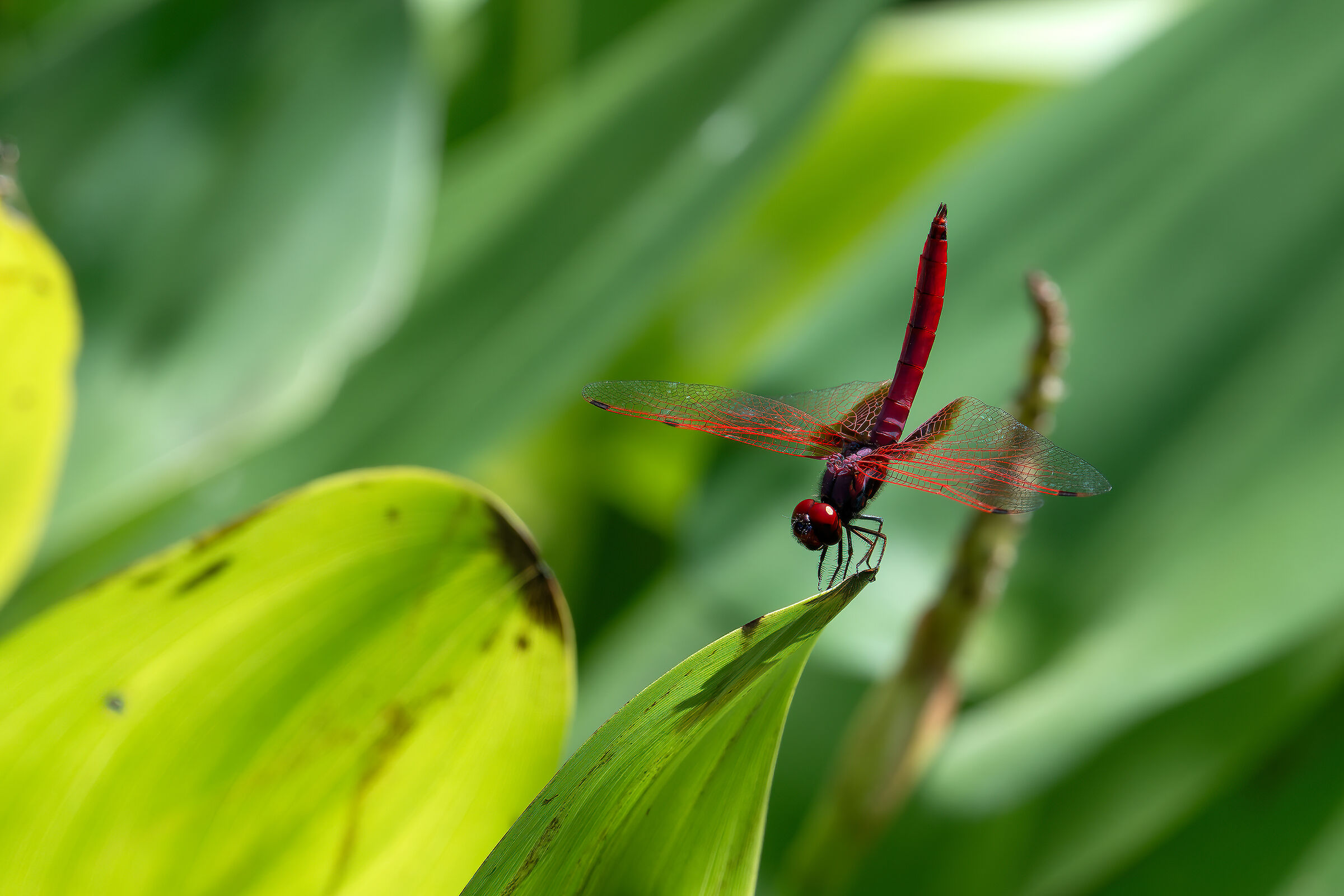 Red dragonfly bow