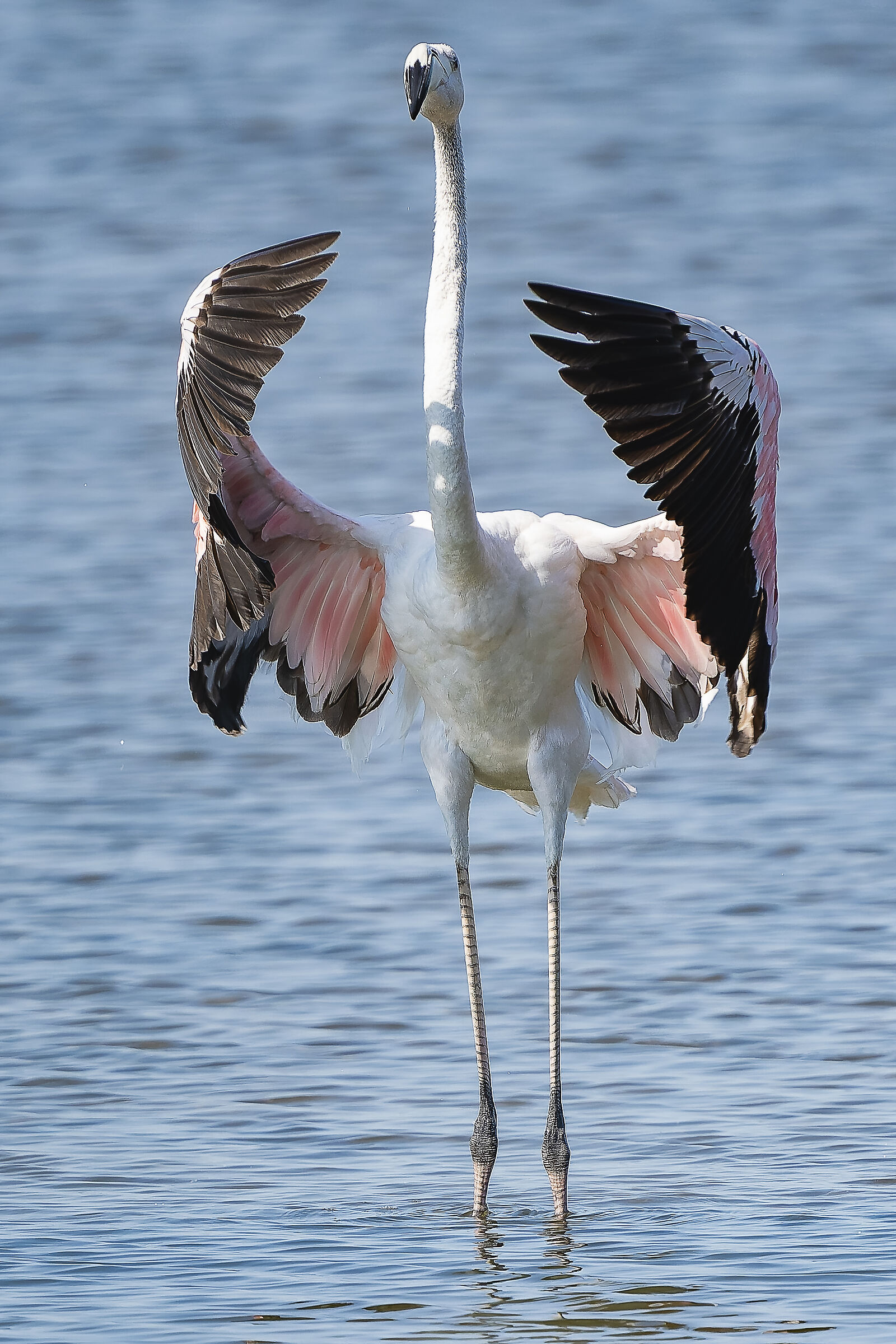 Lio Piccolo - Fenicottero