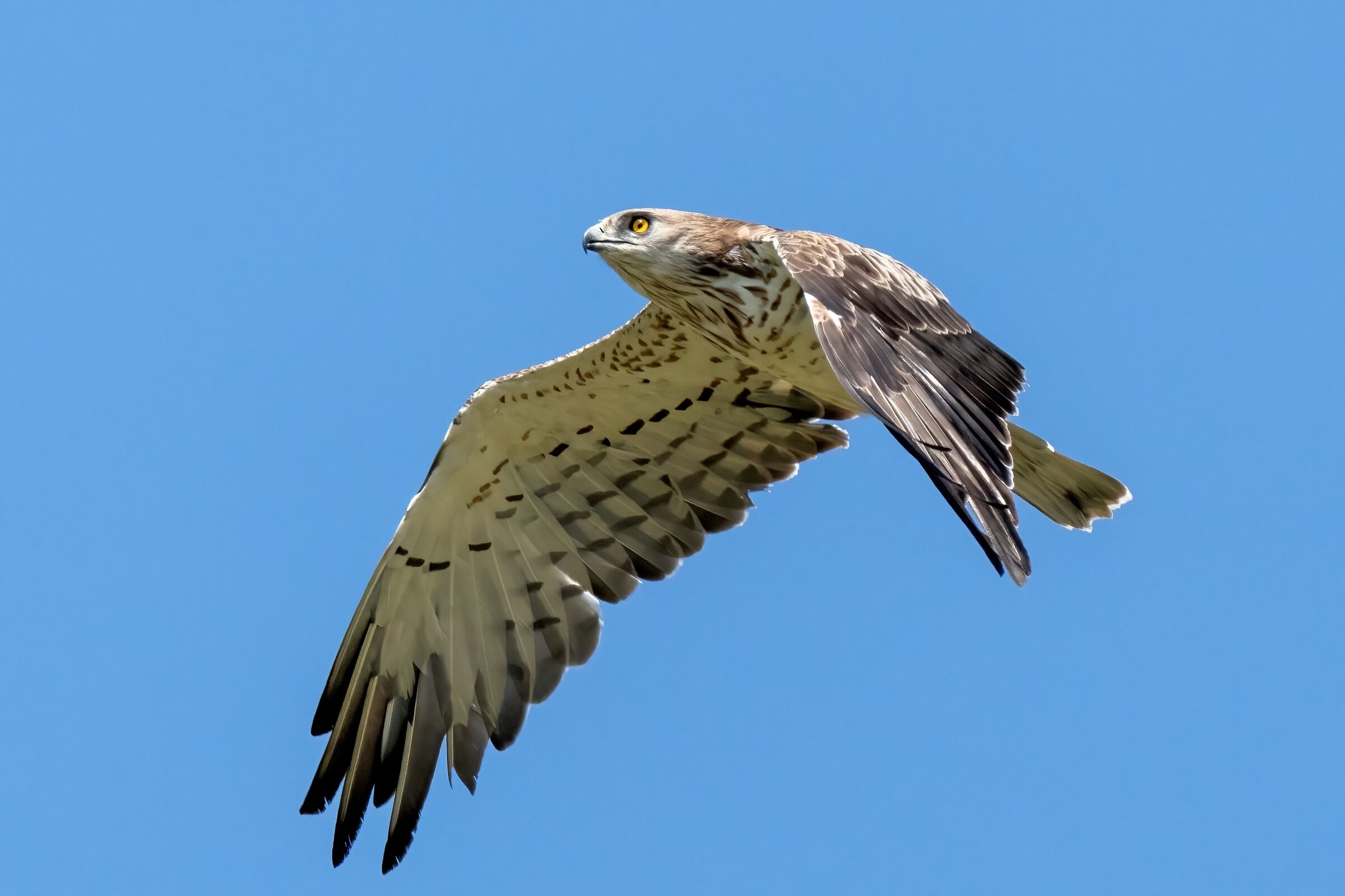 Short-toed Eagle (Circaetus gallicus)