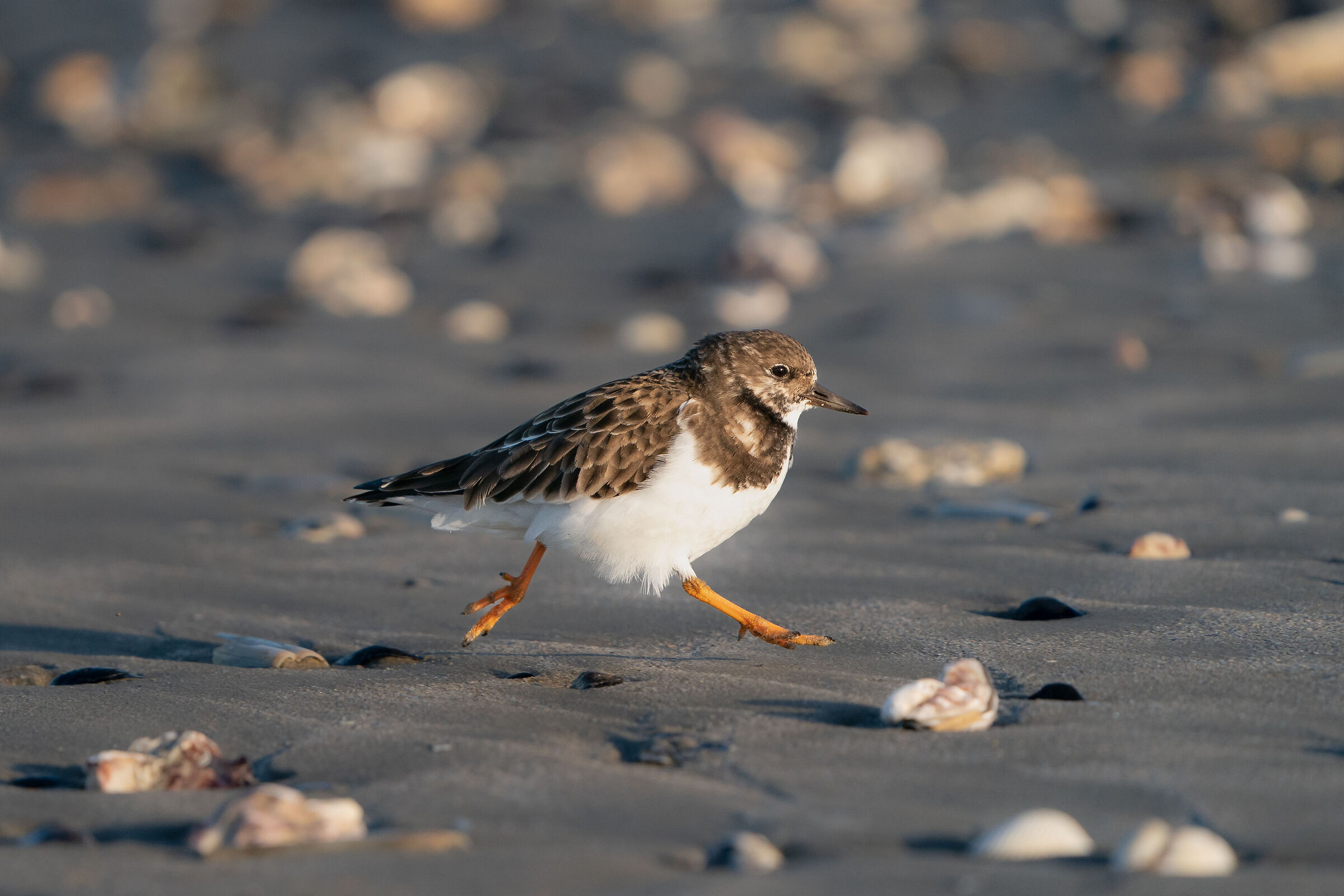 Turnstones