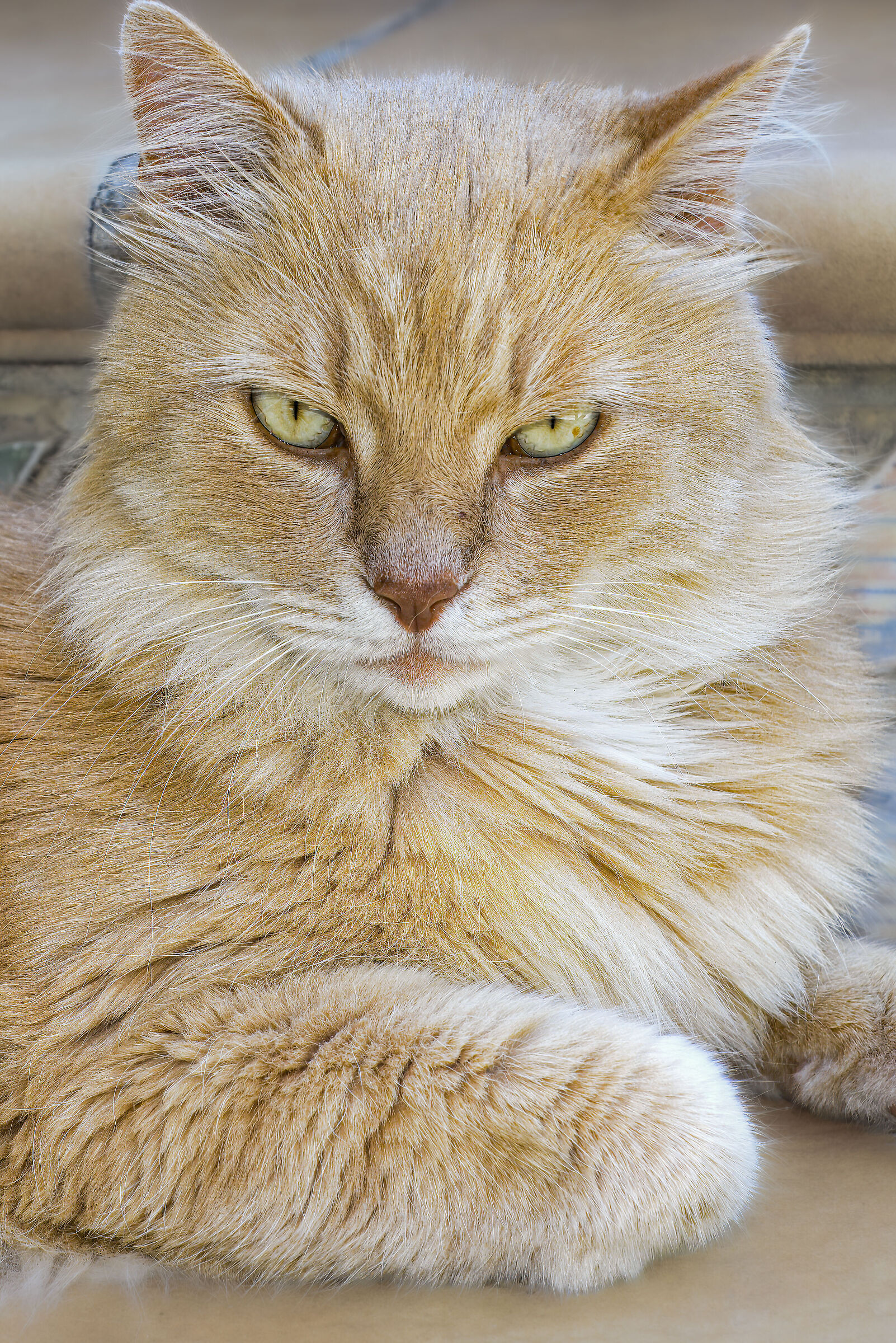 The King of the Courtyard