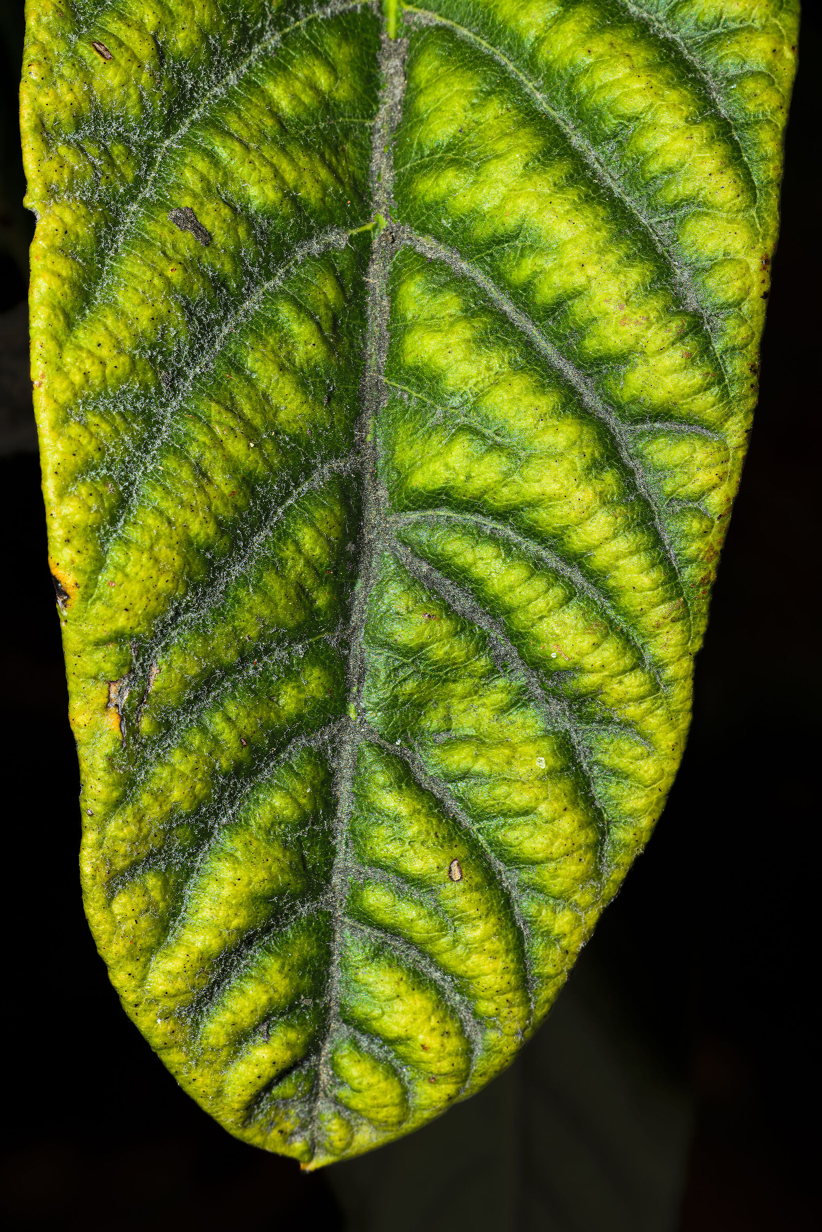The leaf