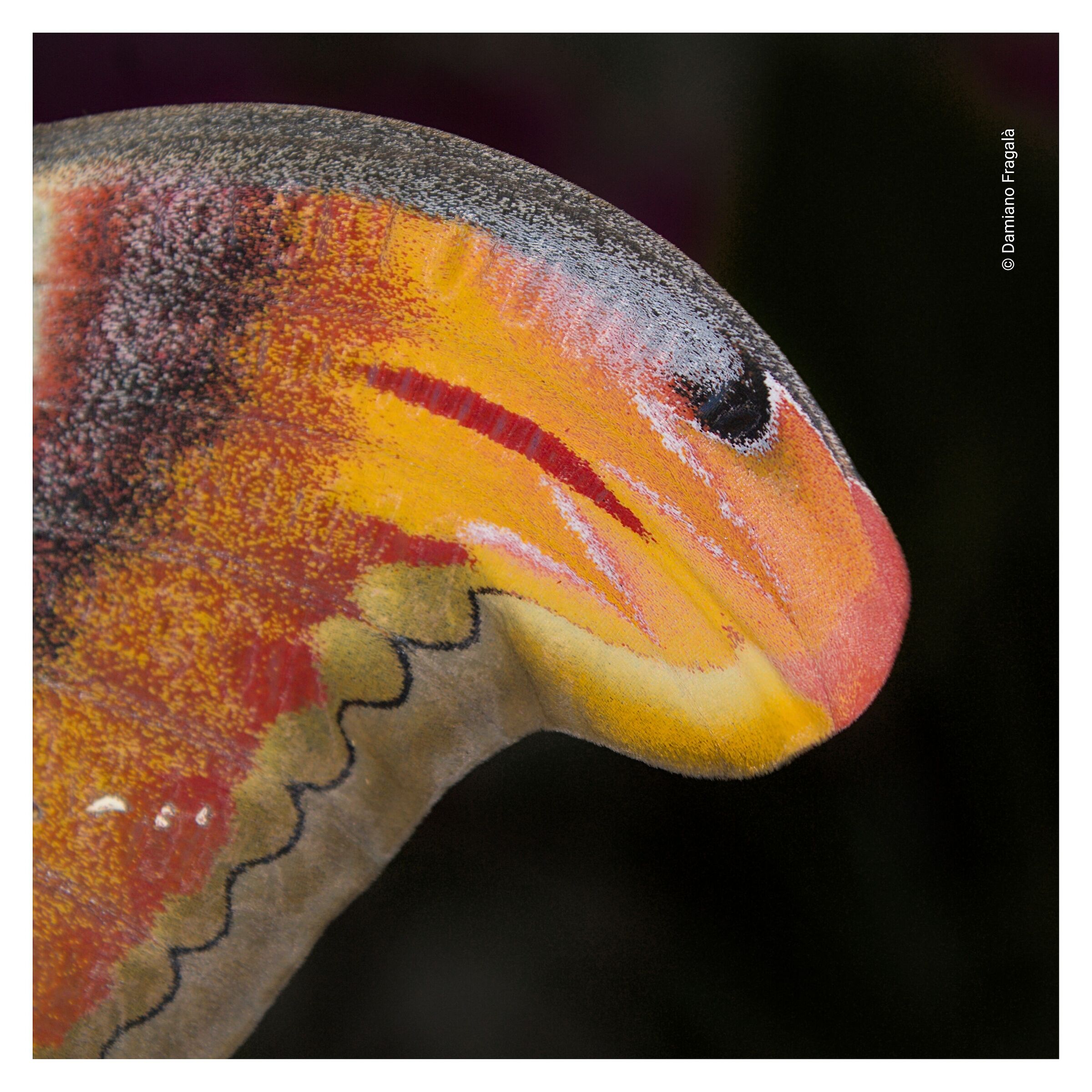 Perso nei dettagli- Attacus atlas