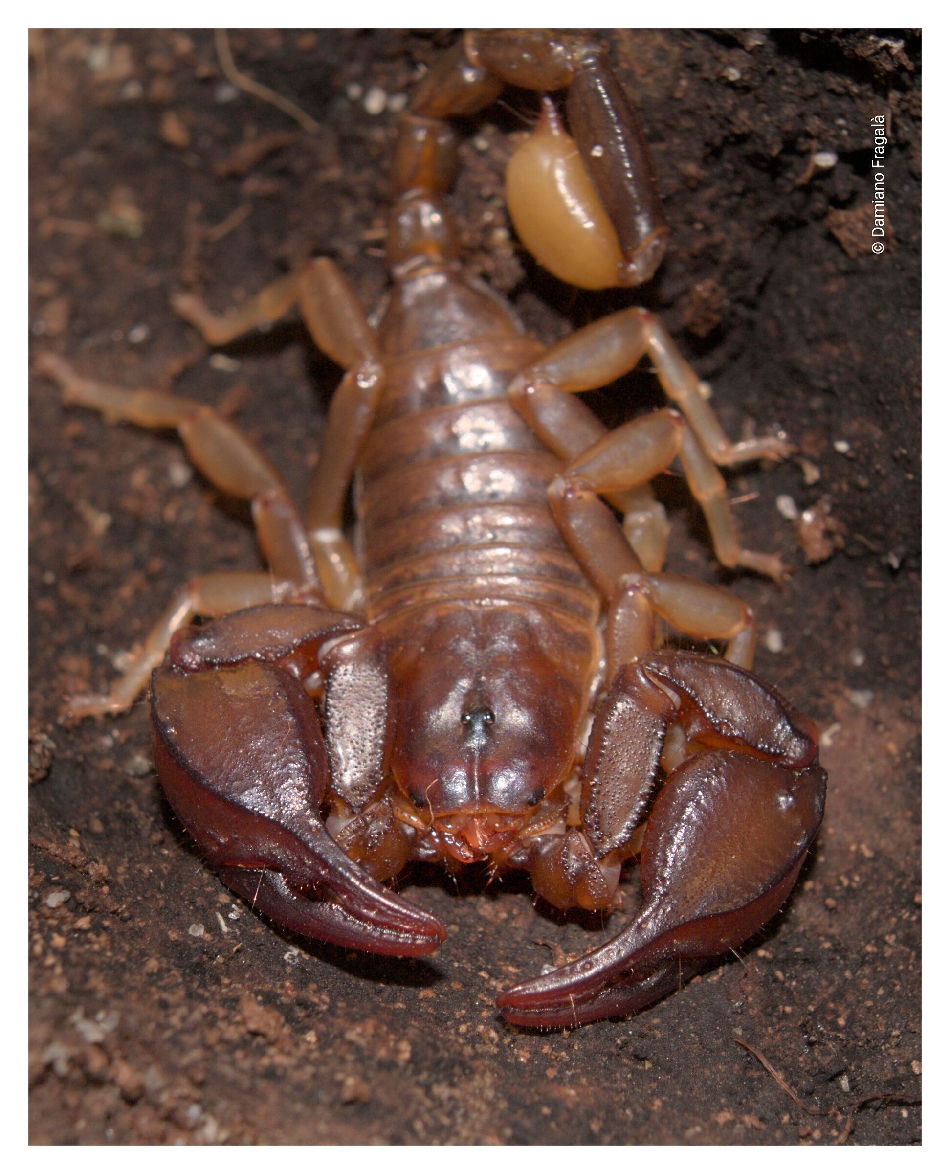 Euscorpius sicanus male