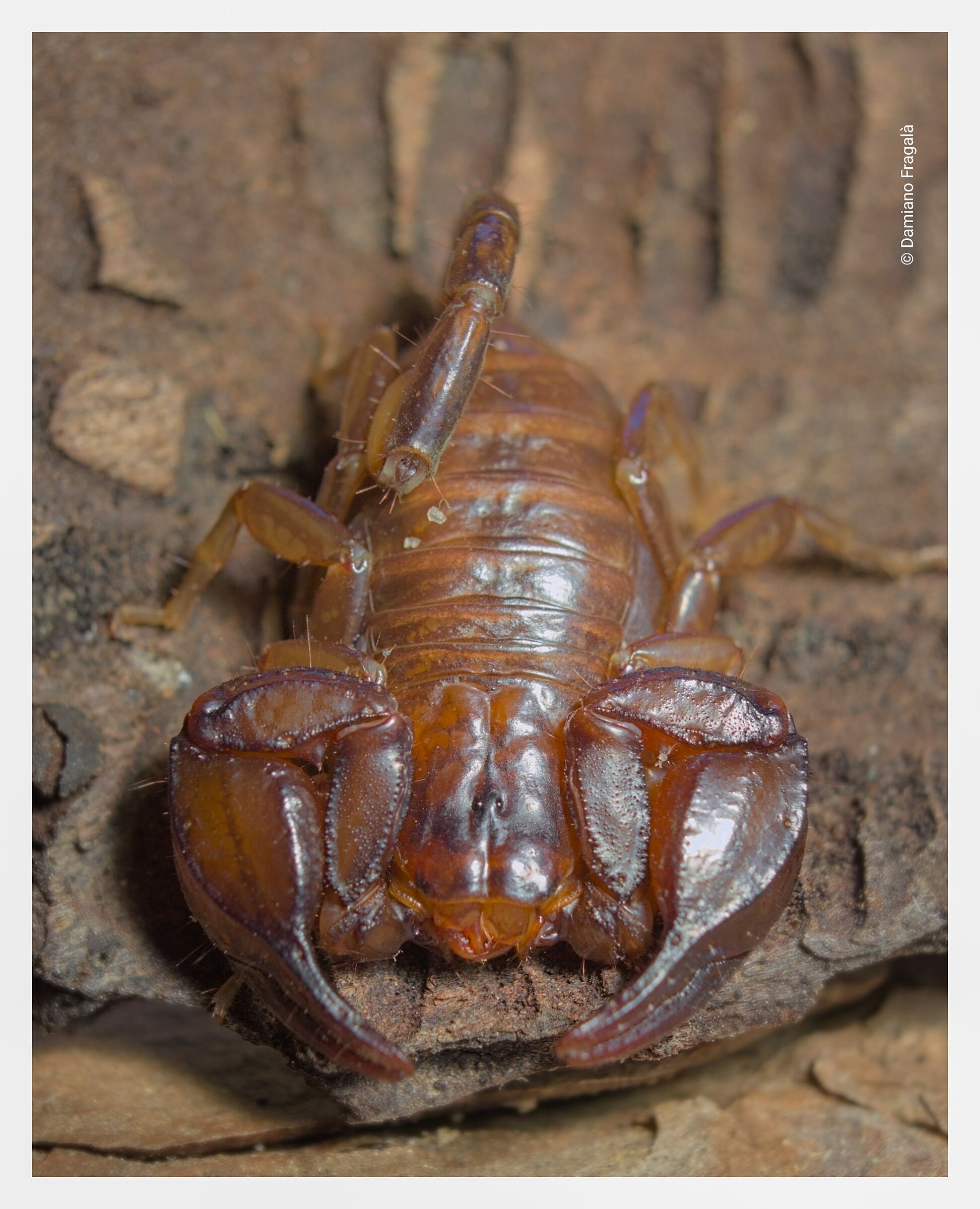Euscorpius sicanus female