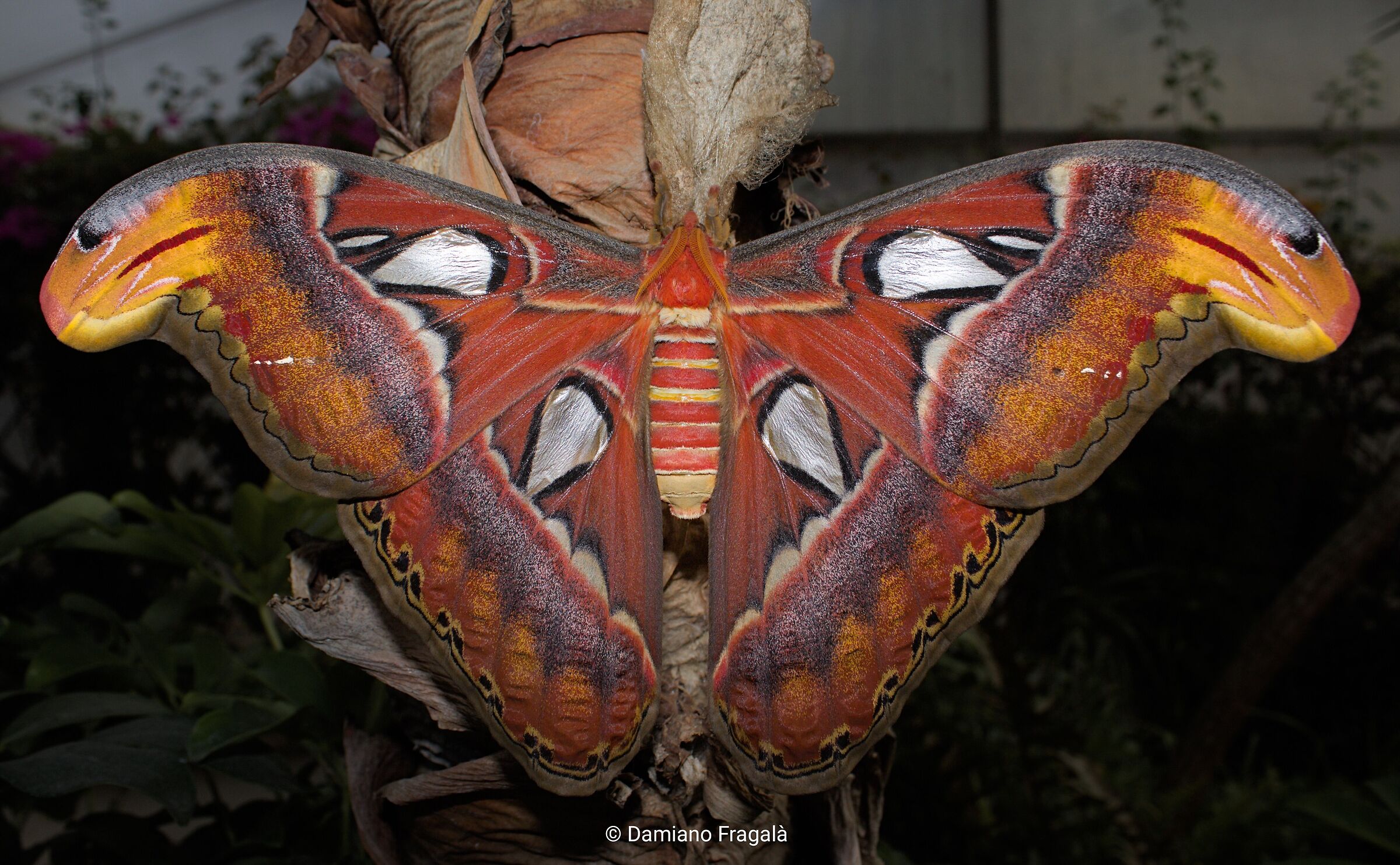 Attacus atlas female