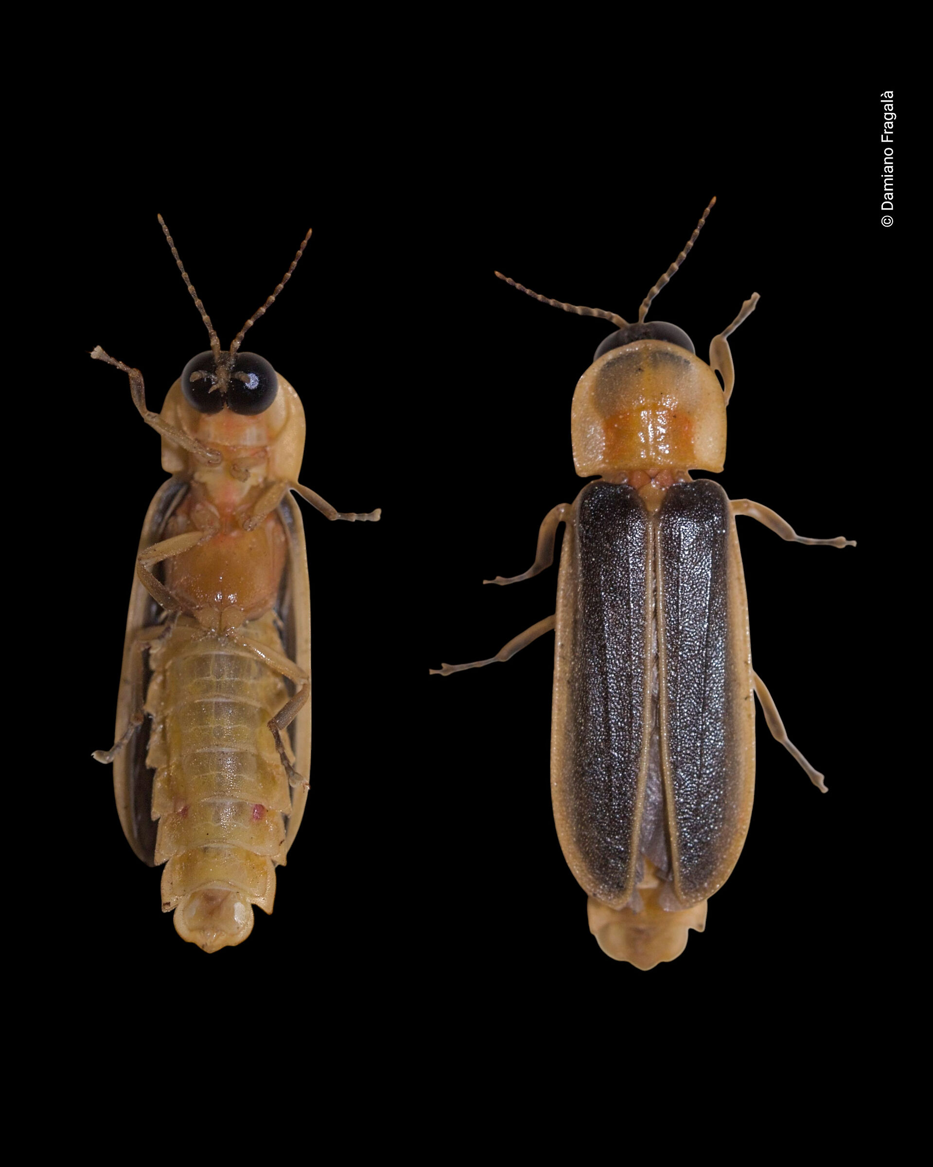 Lampyris ambigena Jacquelin du Val, 1860