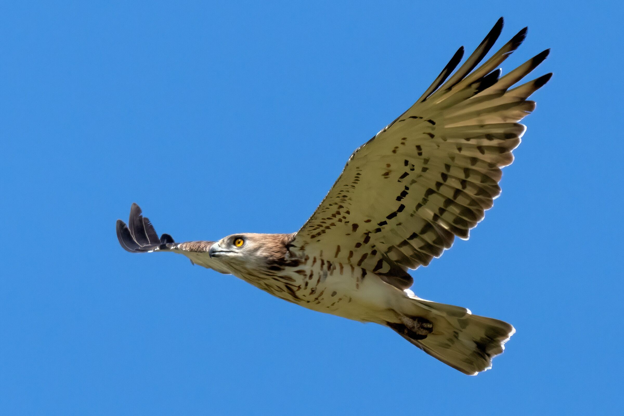 Biancone o Aquila dei serpenti (Circaetus gallicus)