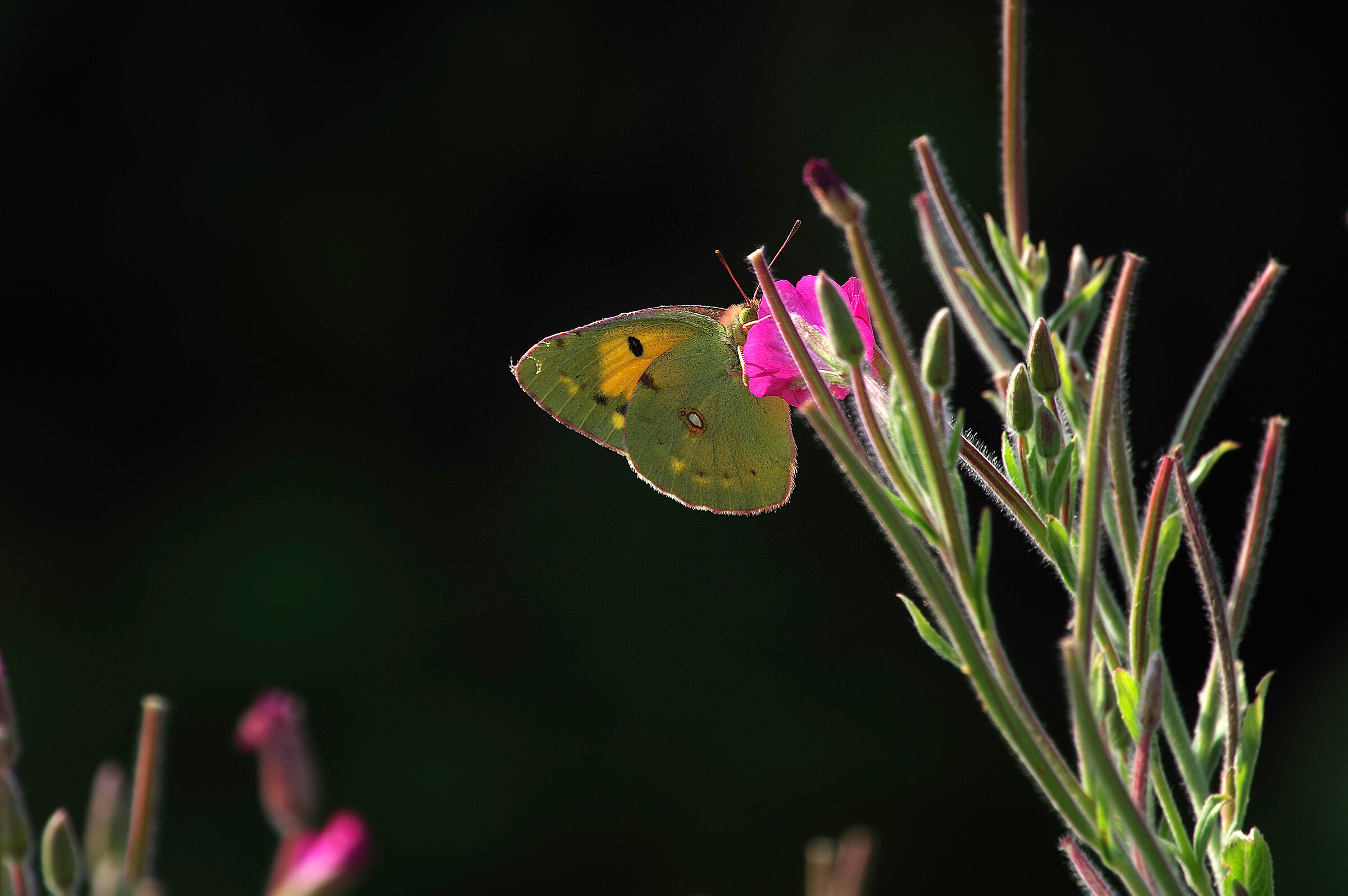 Colias crocea