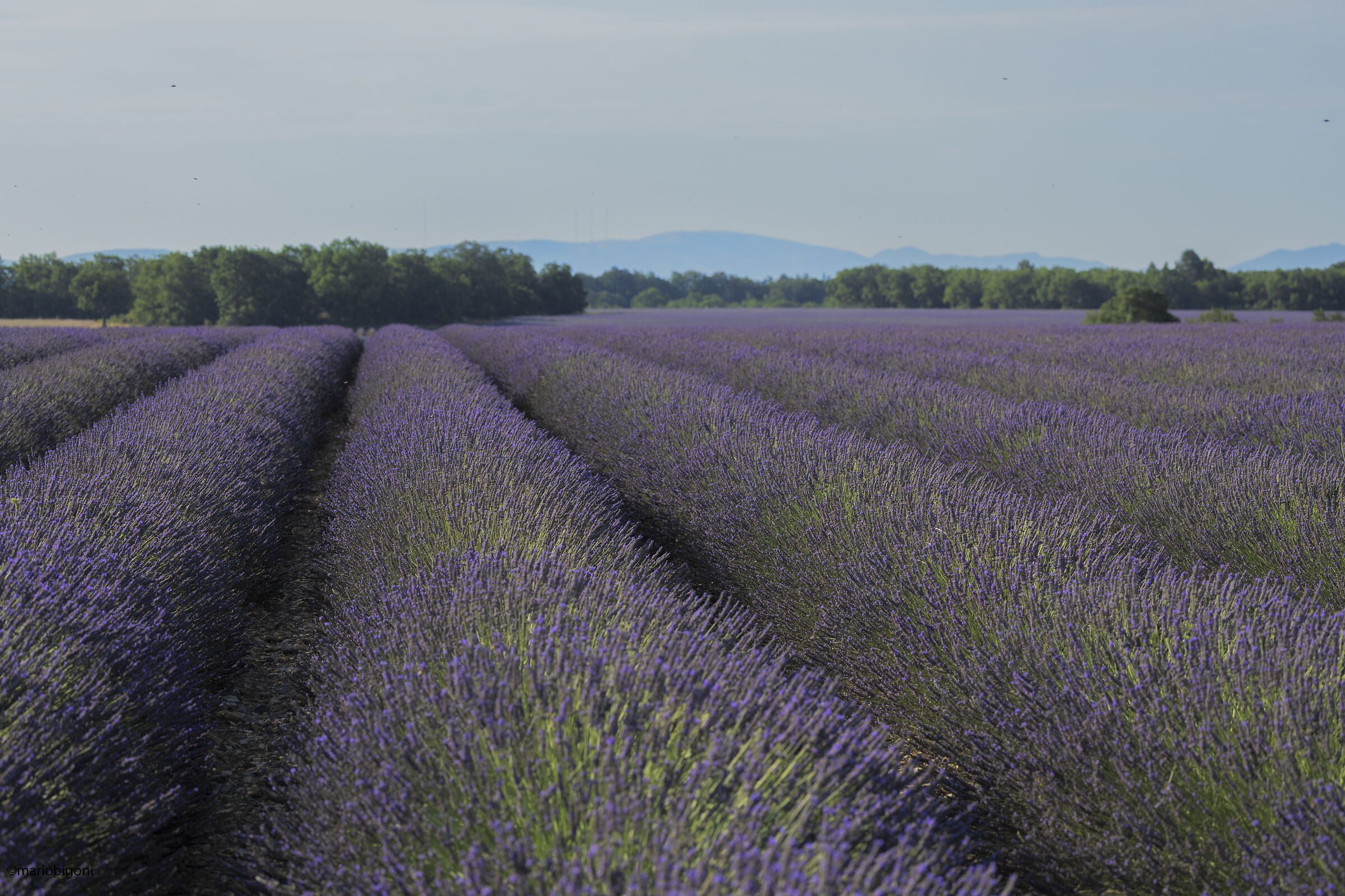 Valensole