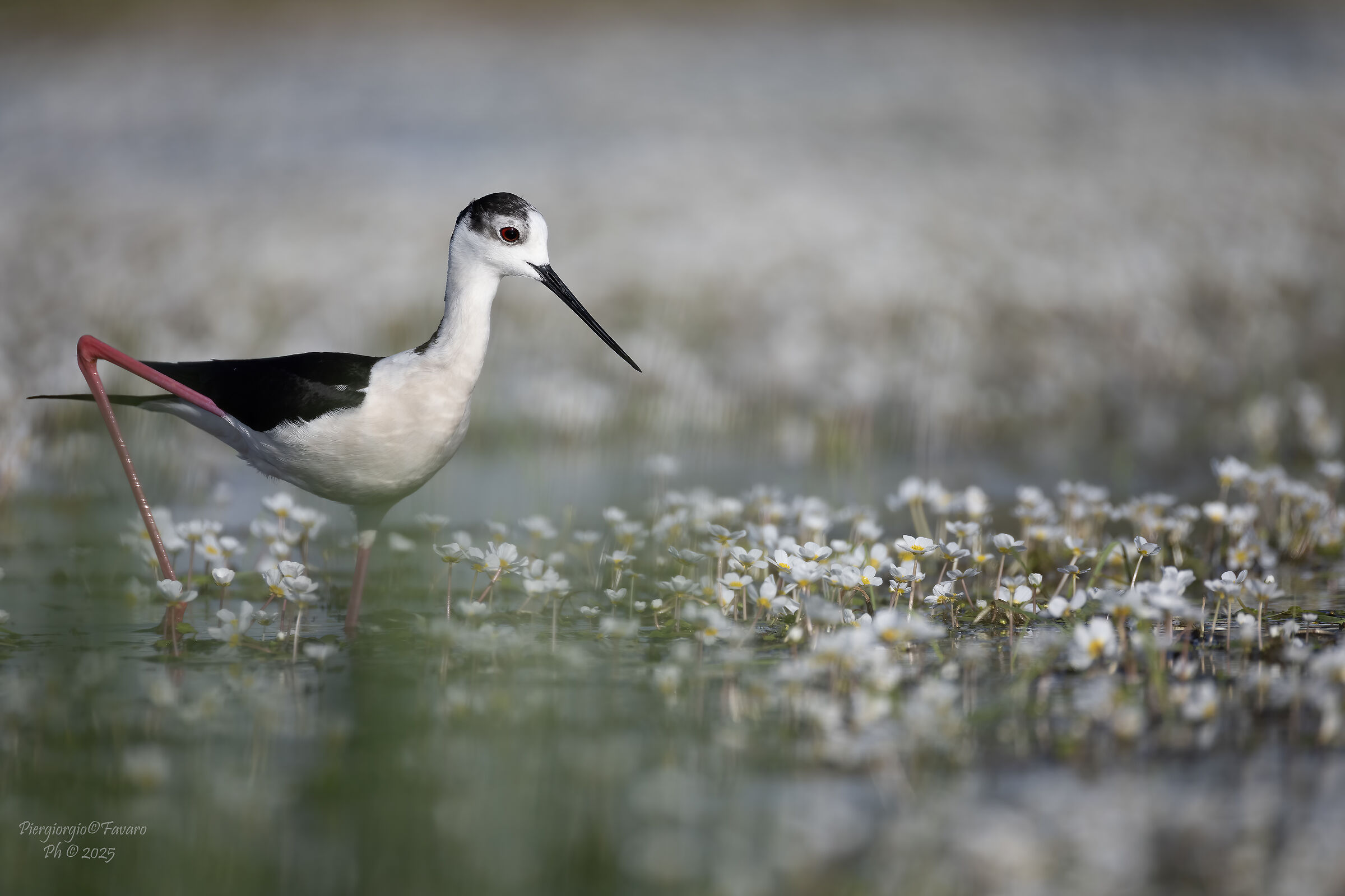 Black-winged Stilt