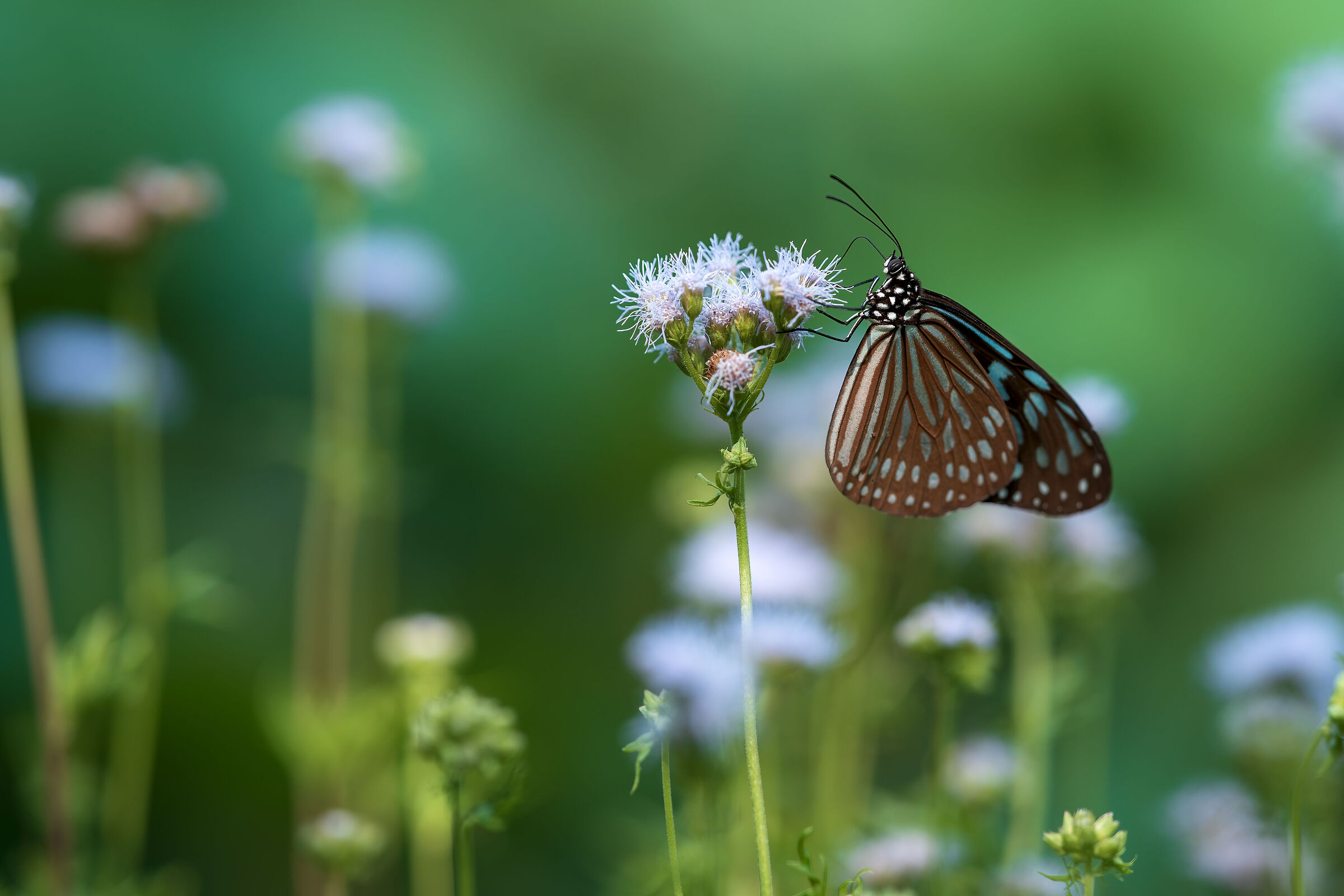 Butterfly resting in the heat of Hong Kong Park