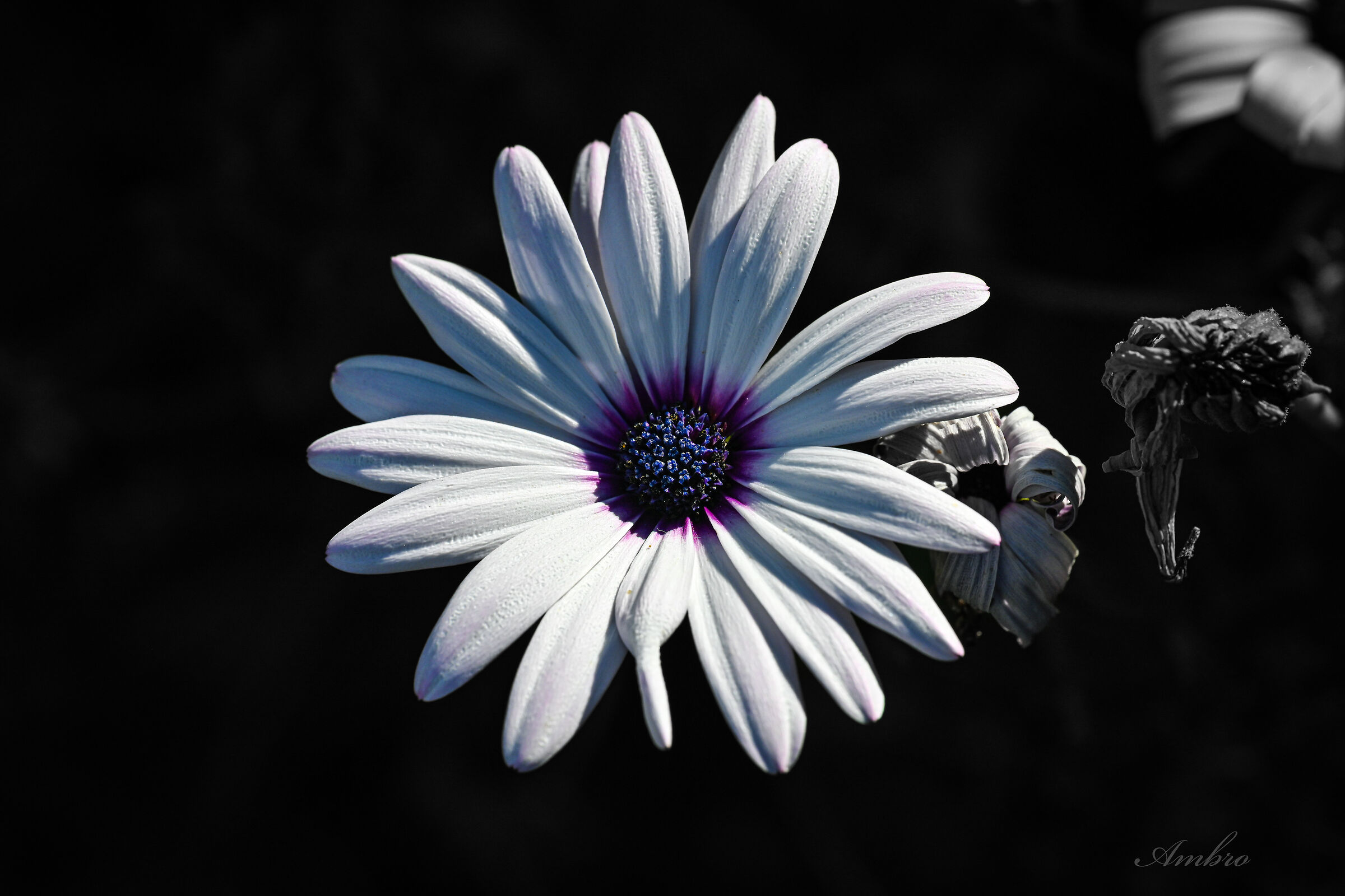 Fiore