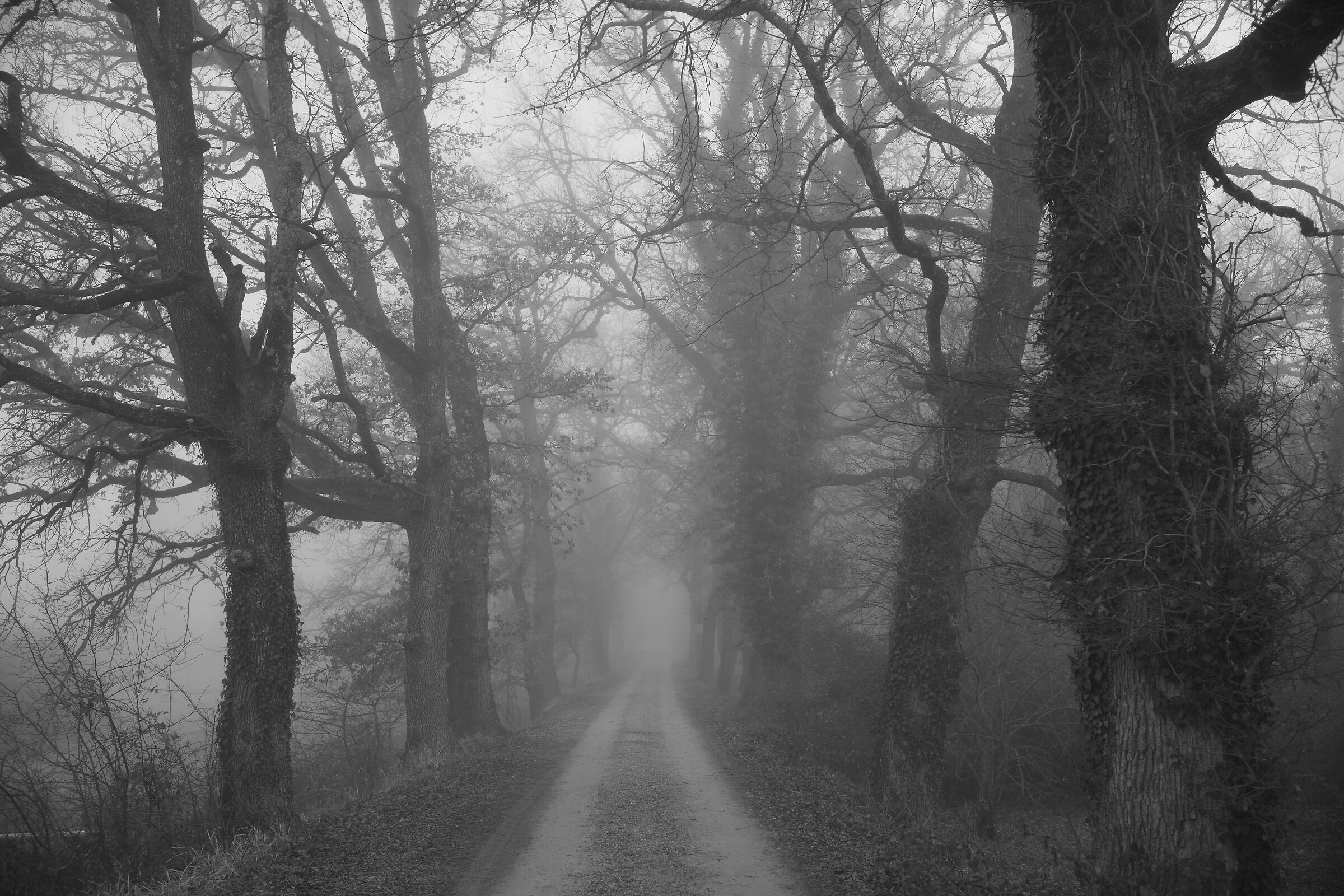 Sunrise in the woods of Siena 2