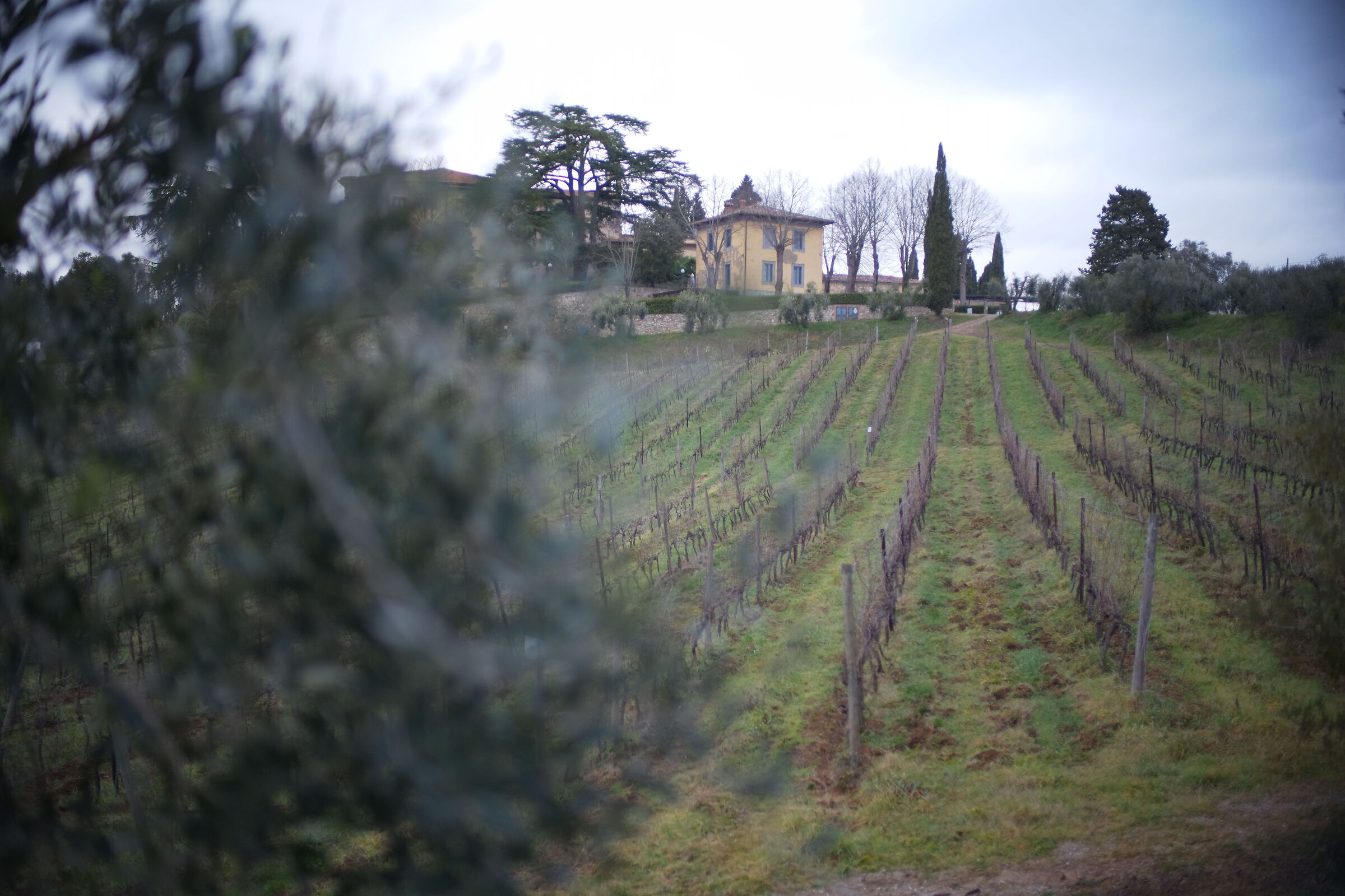 Siena Vineyards