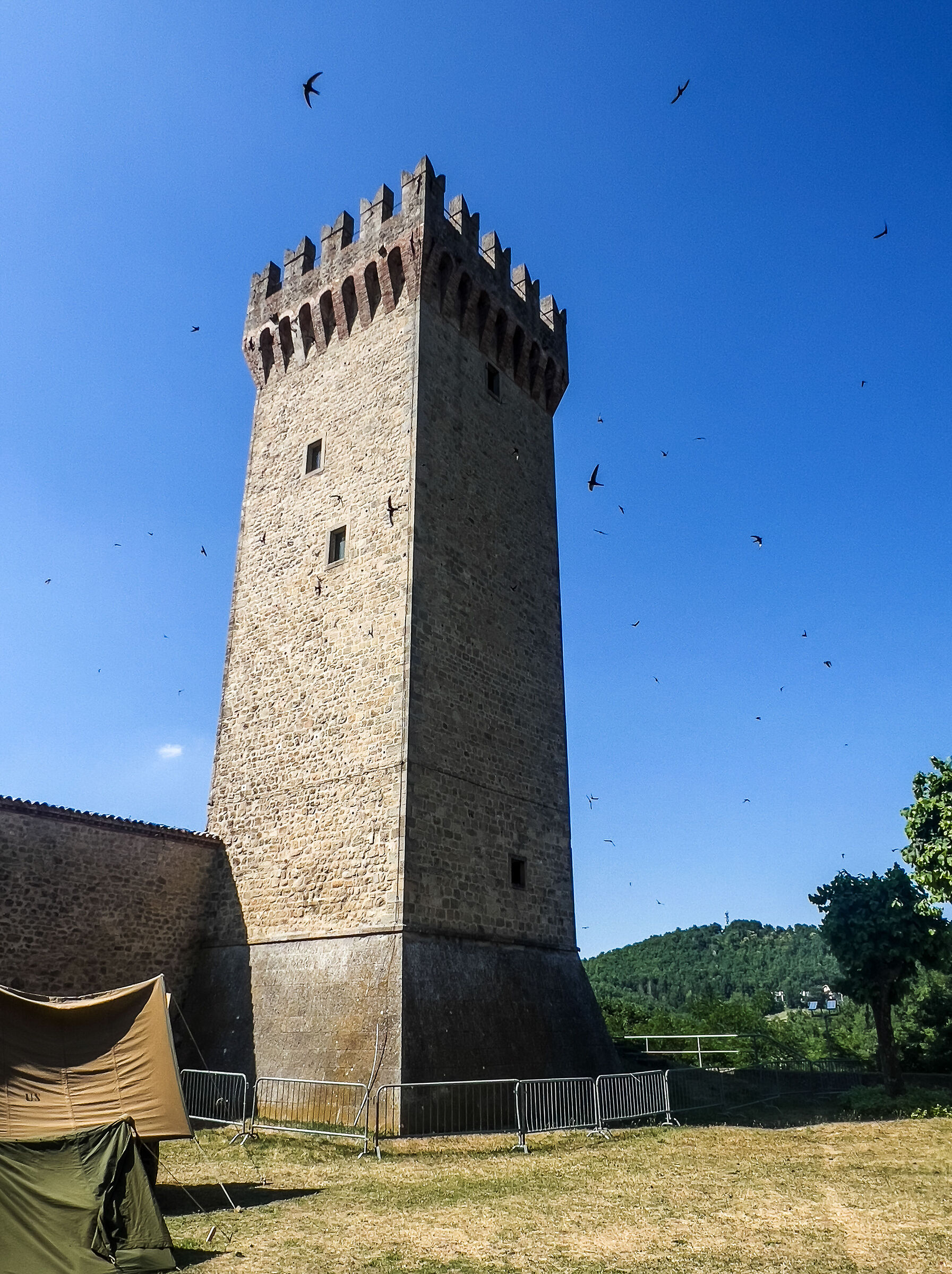 The tower and the swifts