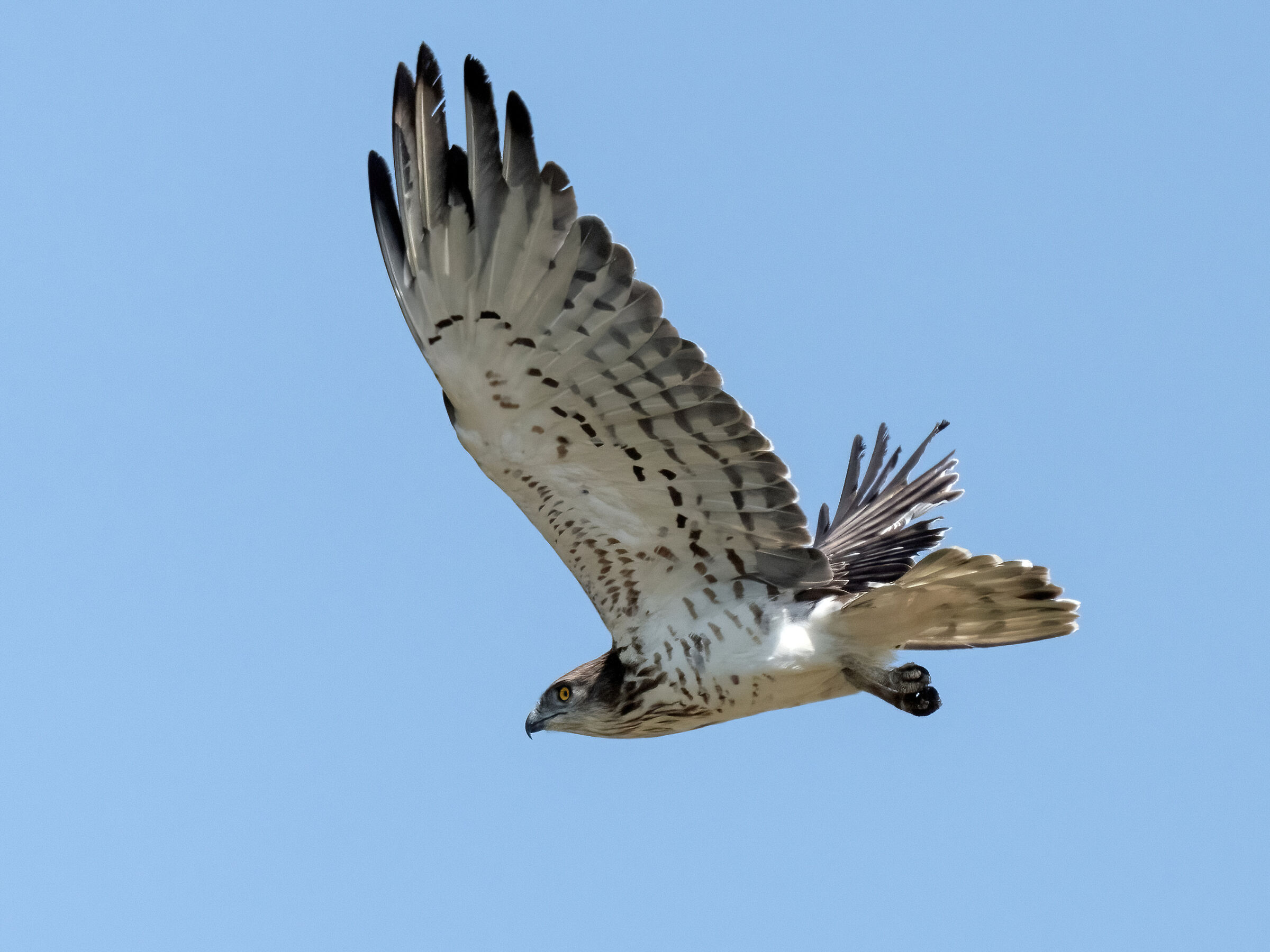 Biancone (Circaetus gallicus)