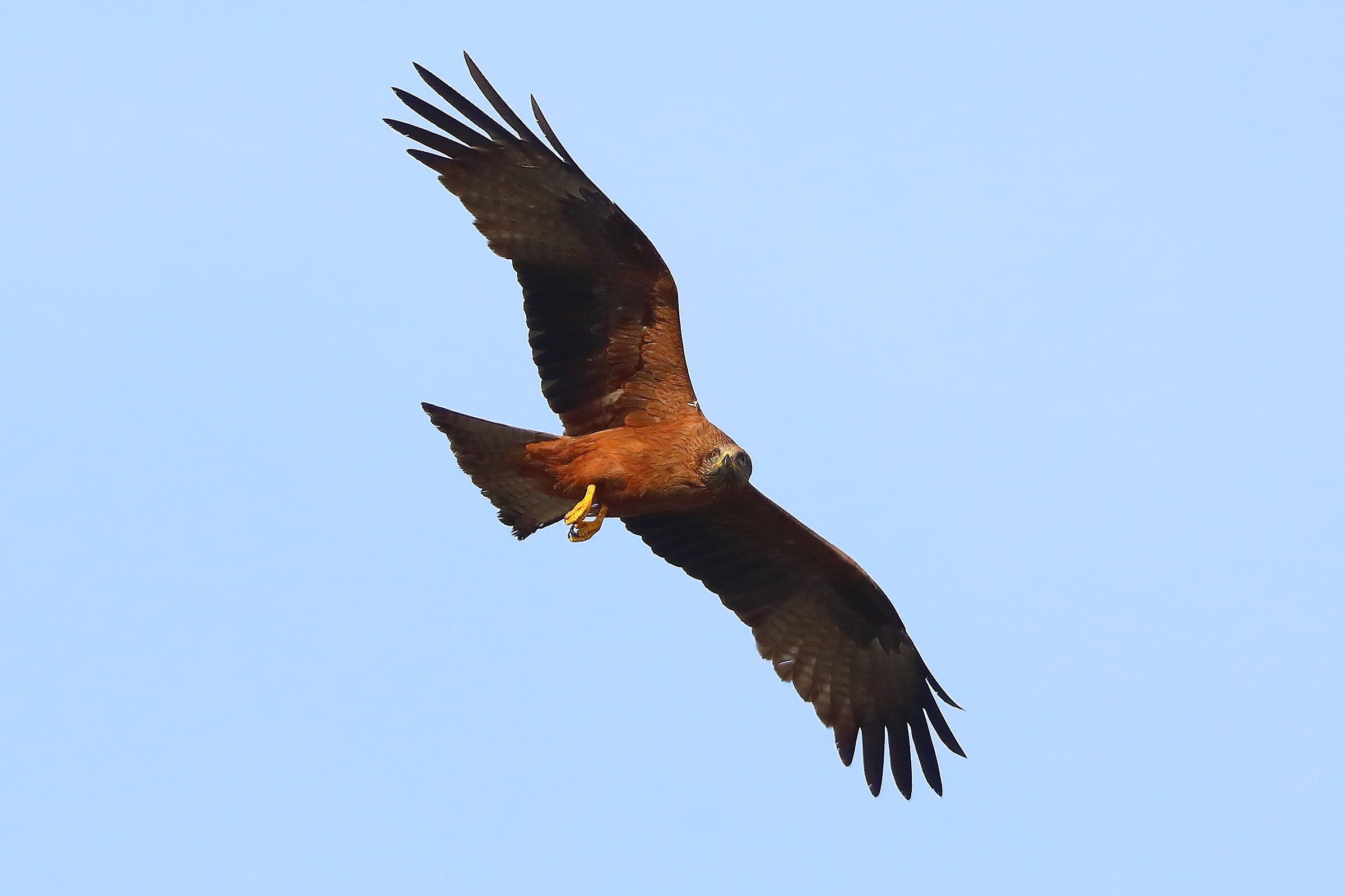 Nibbio bruno 28 marzo 2025 - 0165