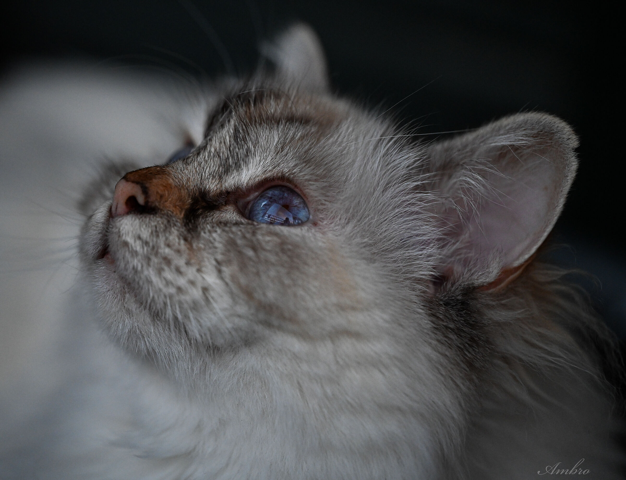 Lilith