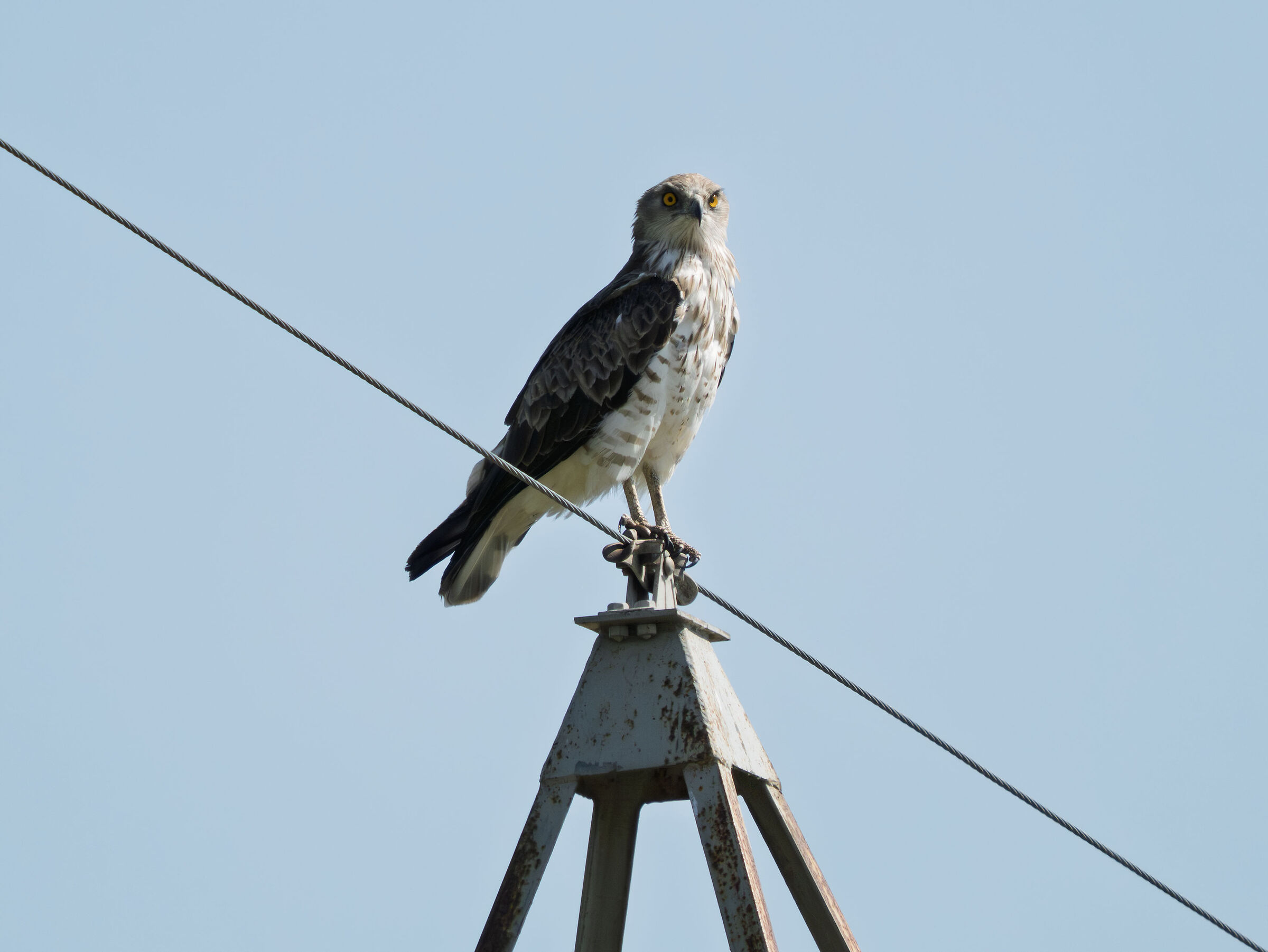 Harrier eagle
