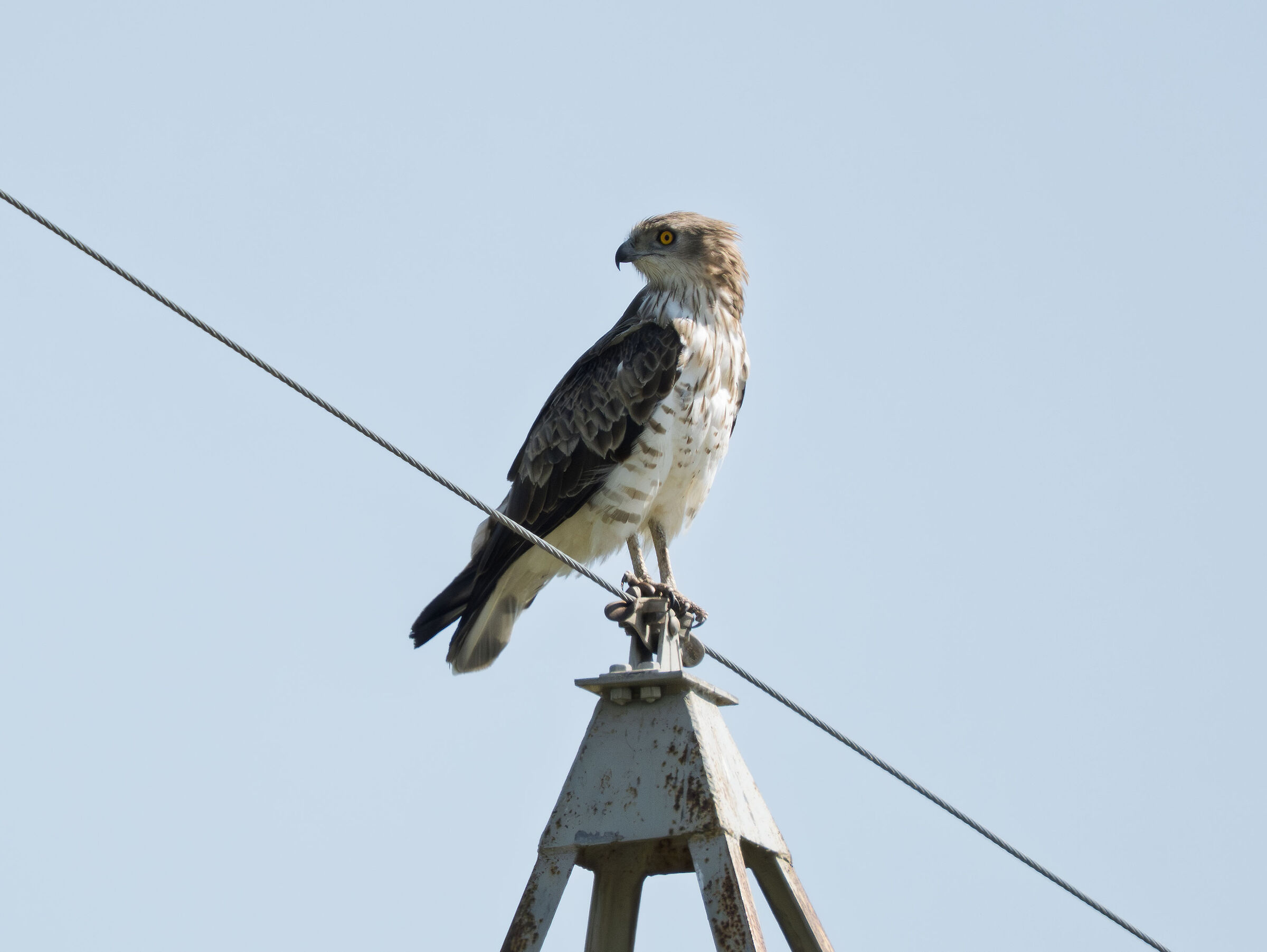 Harrier eagle