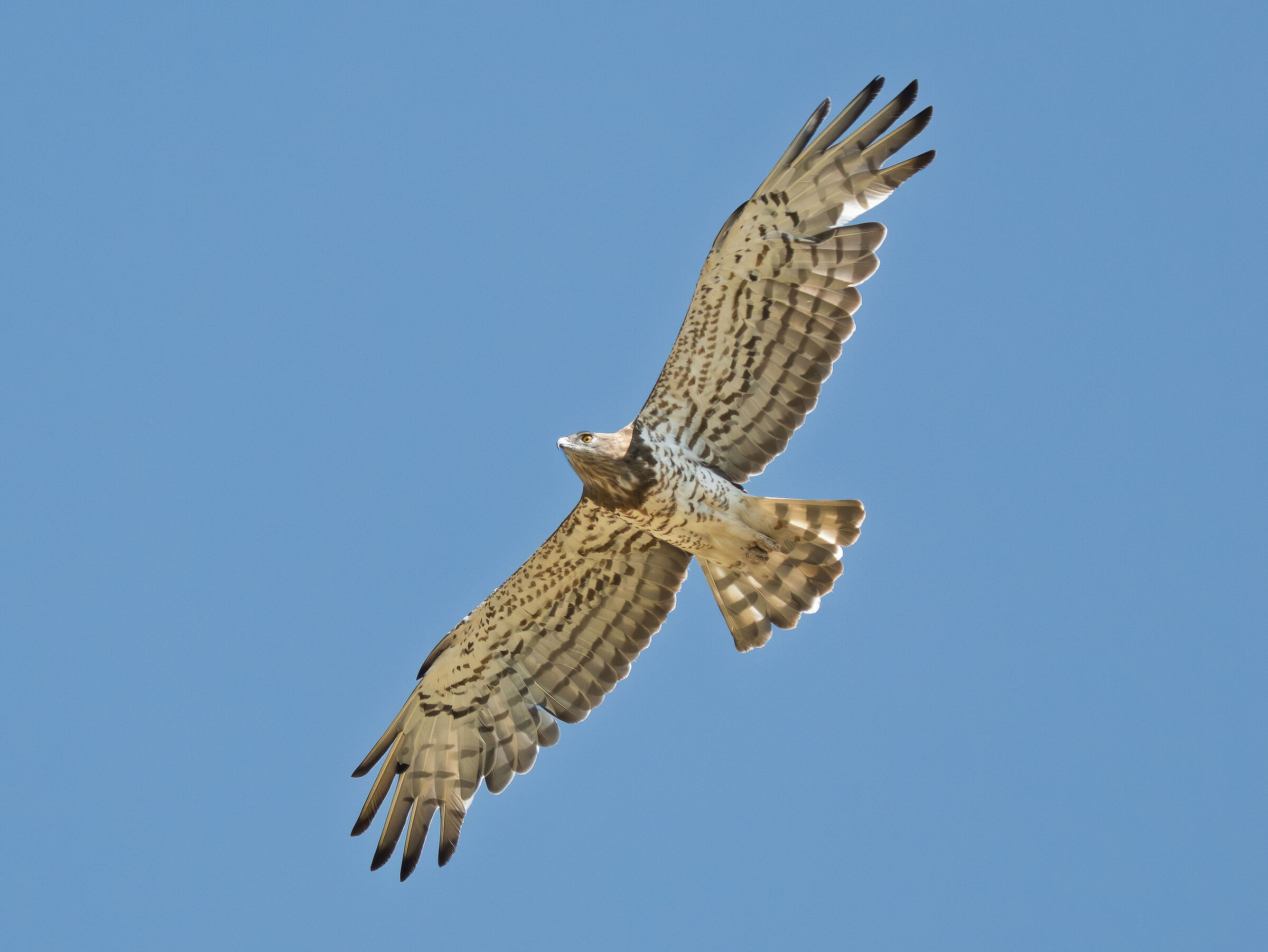 Harrier eagle