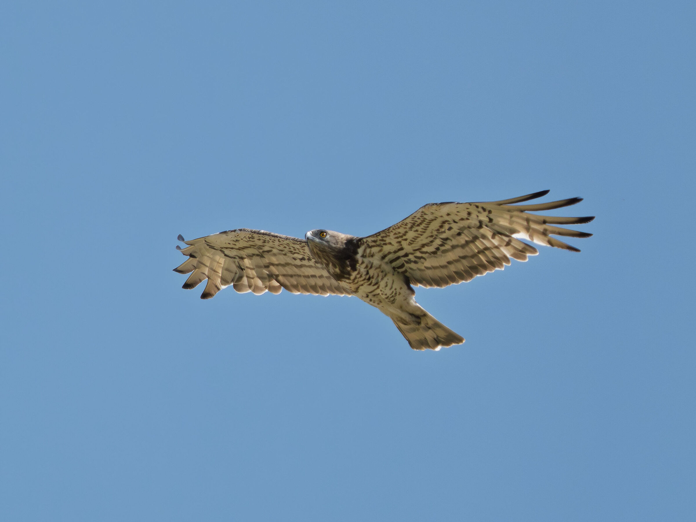 Harrier eagle