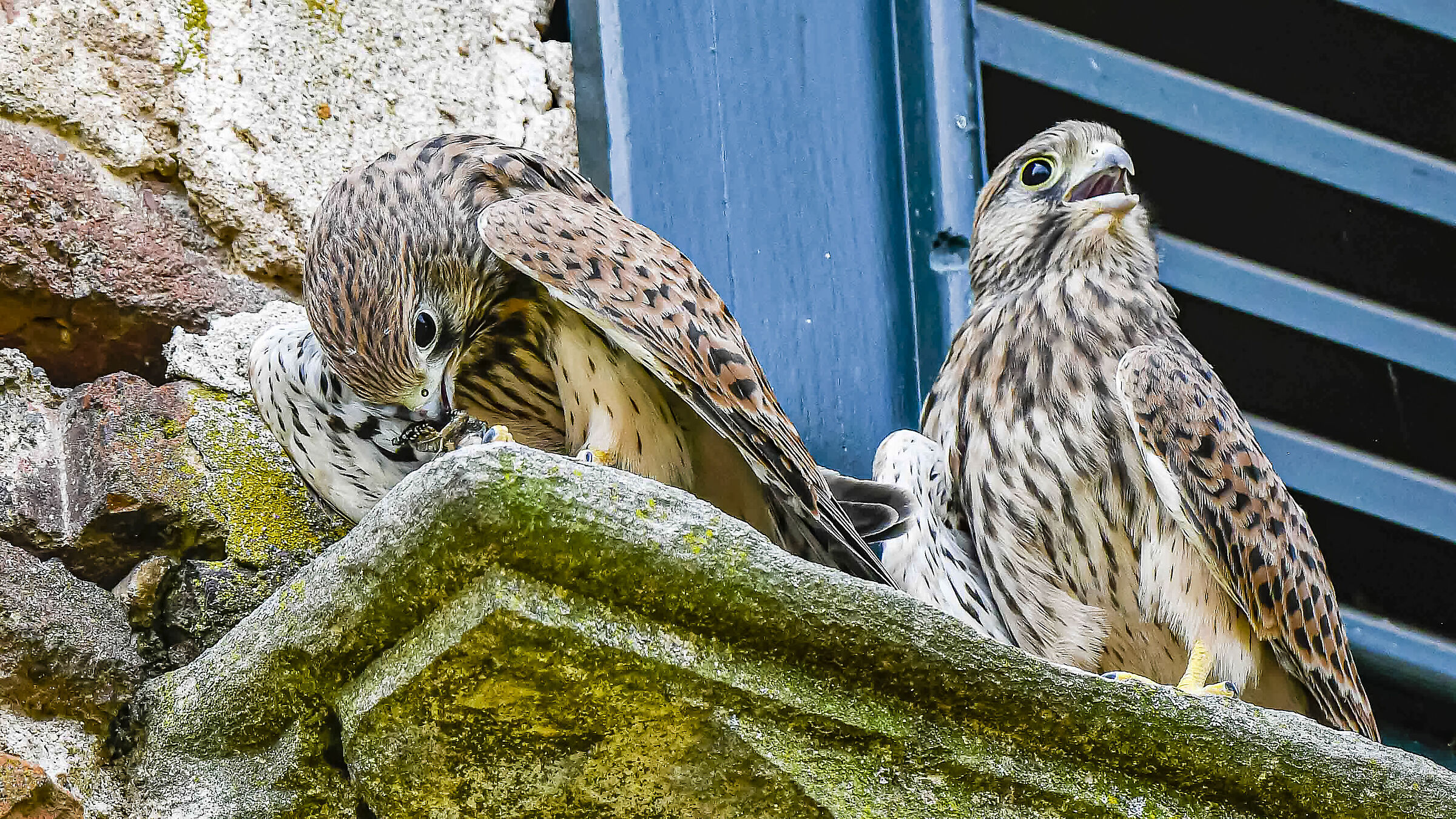 Me ne dai un pò gheppi appena usciti dal nido !!