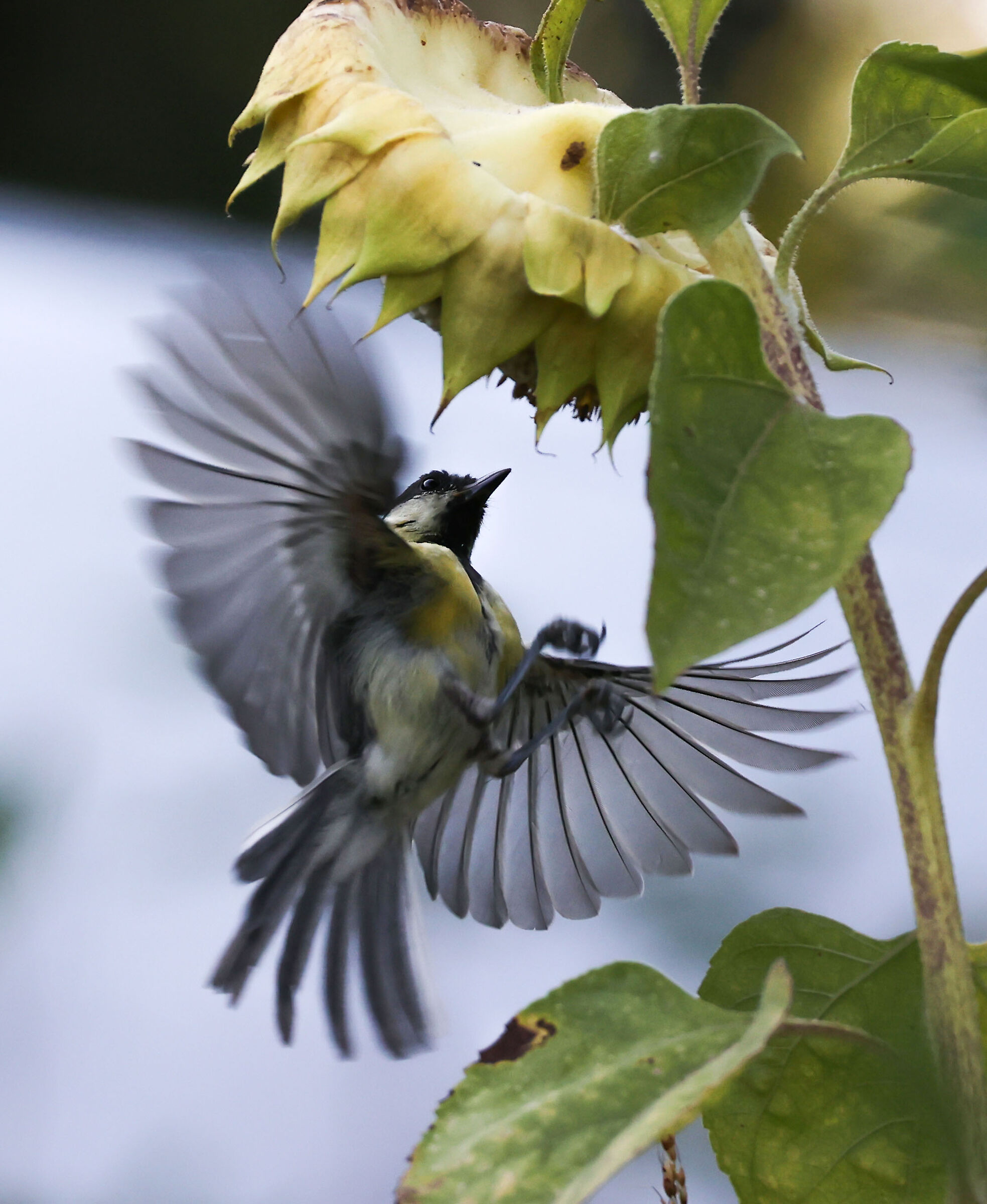 Great in Flight