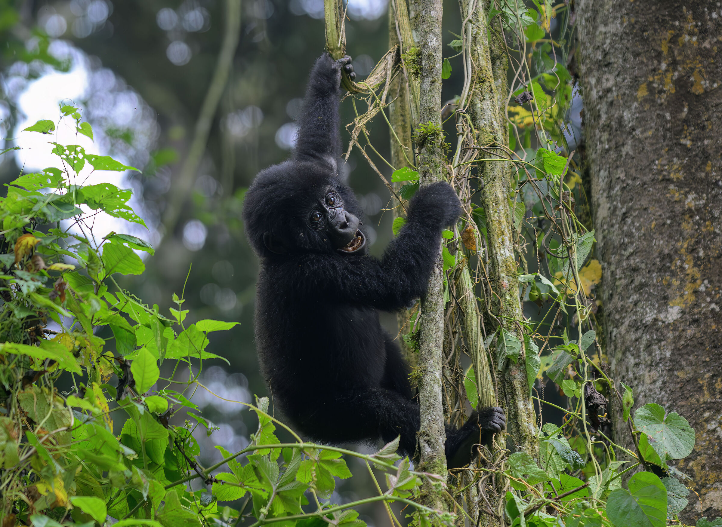 Bwindi Impenetrable National Park encounters