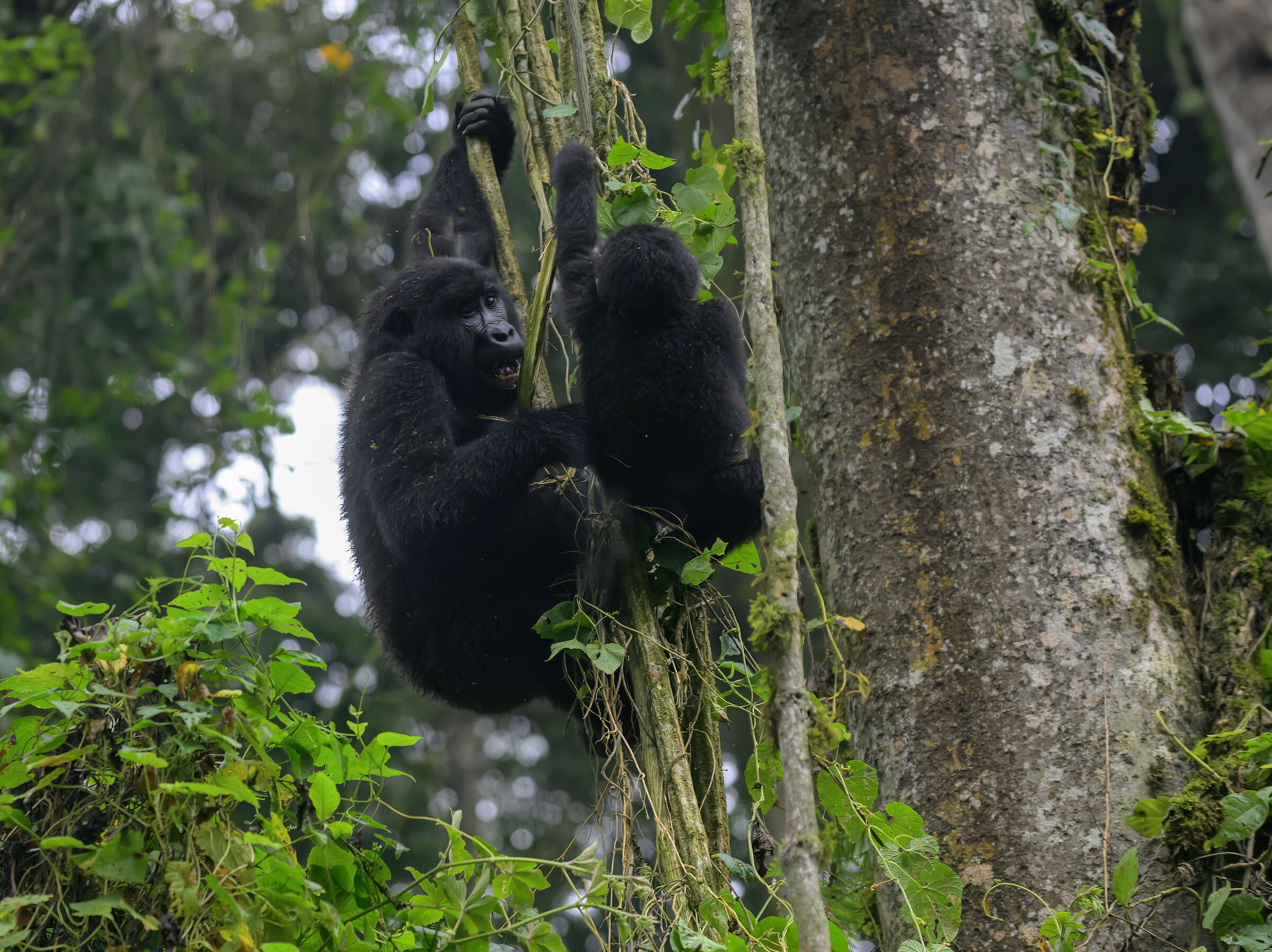 Bwindi Impenetrable National Park encounters