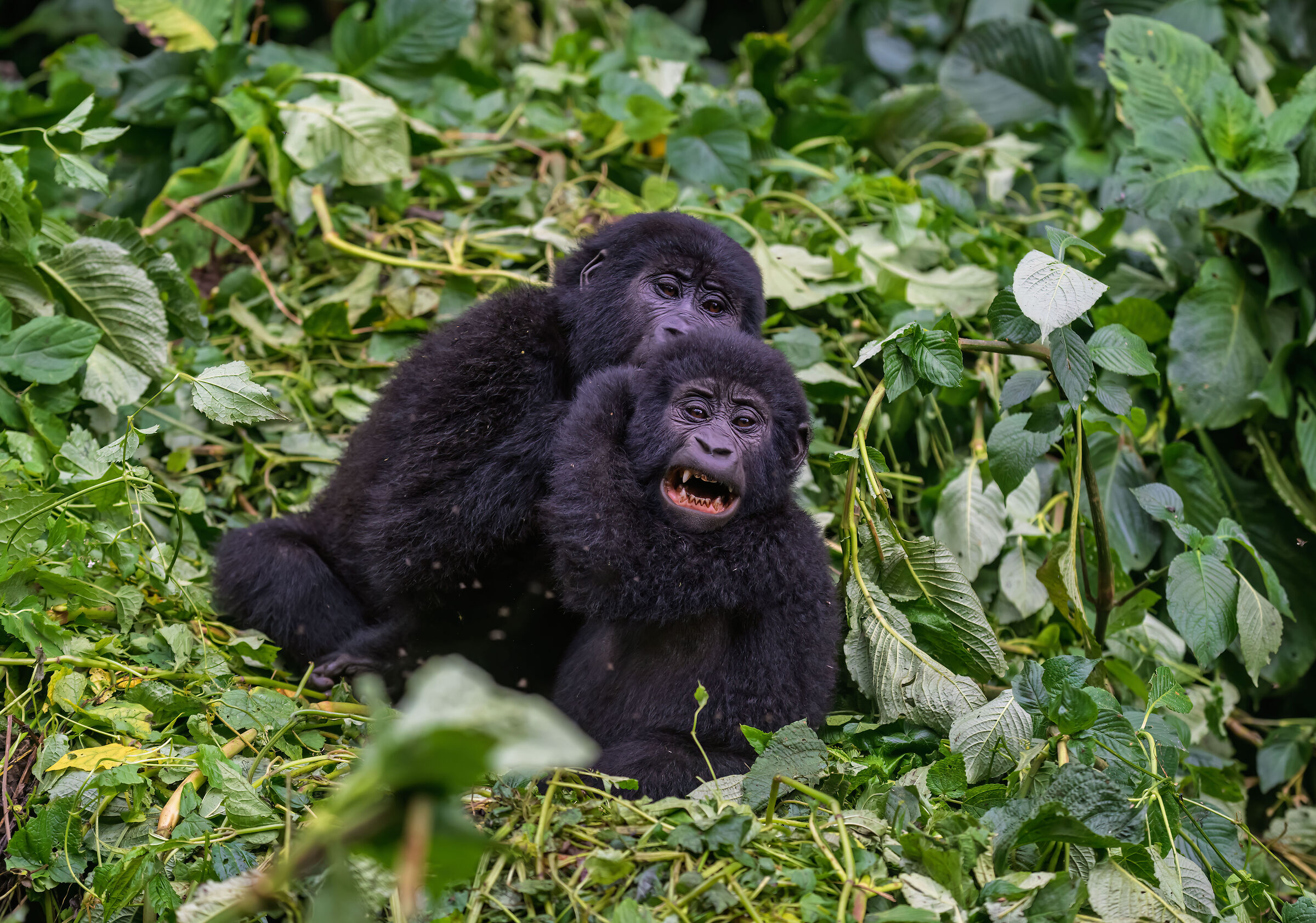 Bwindi Impenetrable National Park encounters