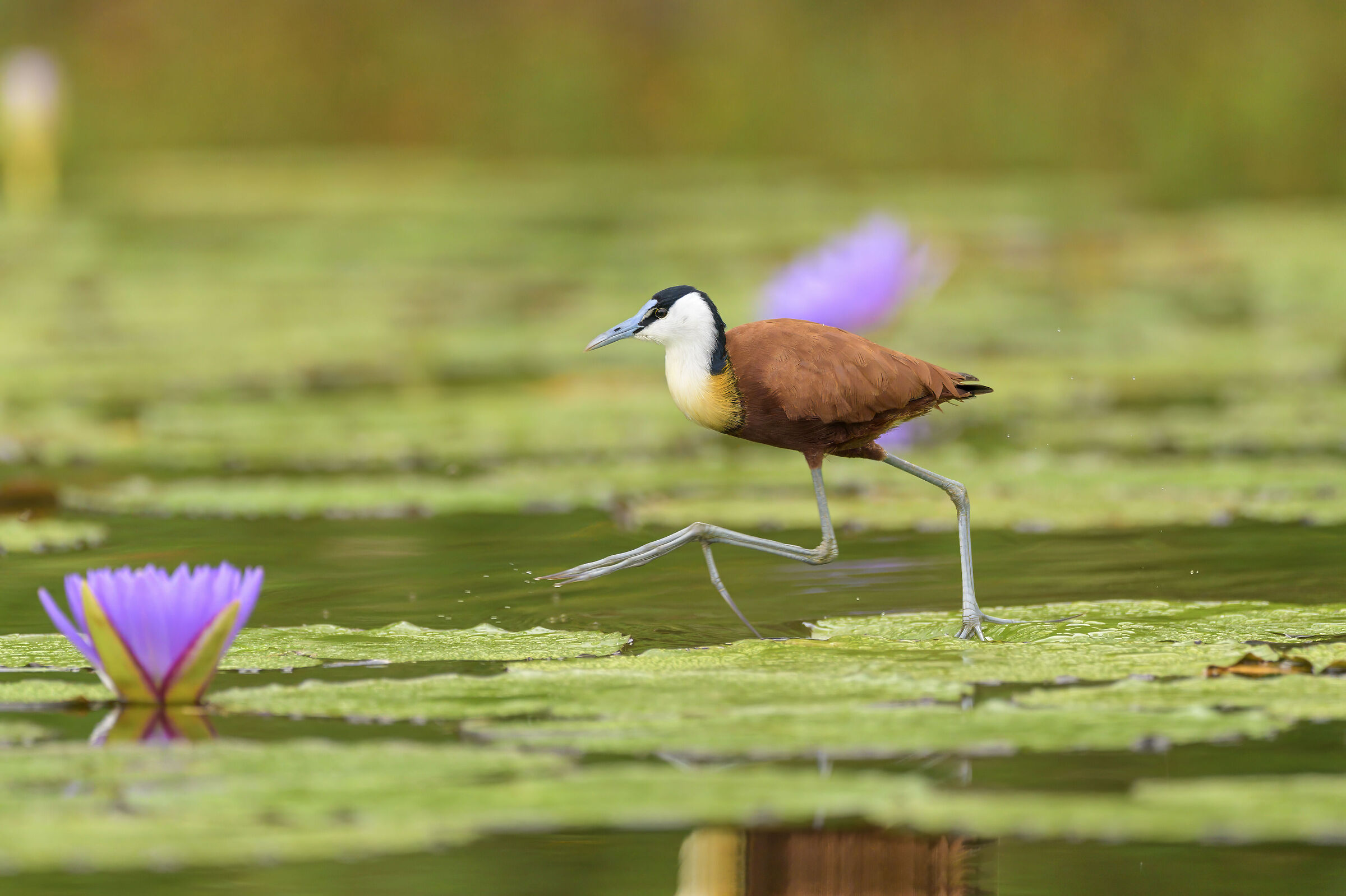 Jacana