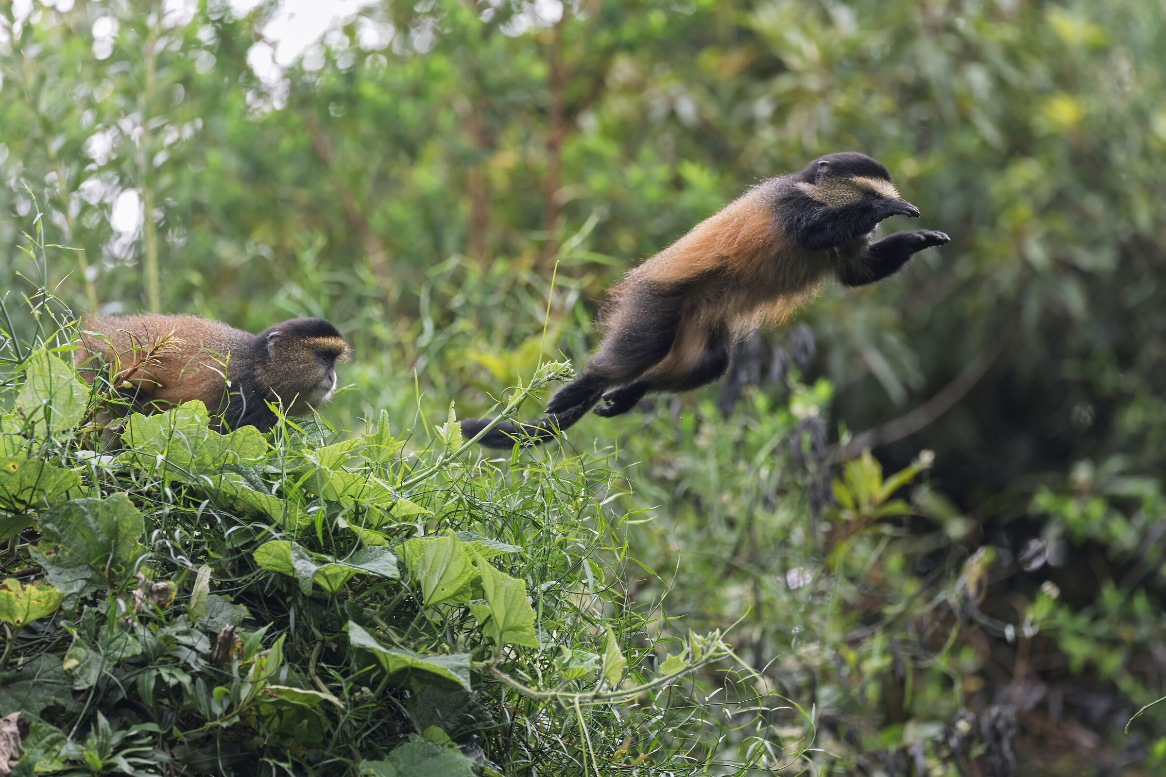 Flying golden monkey