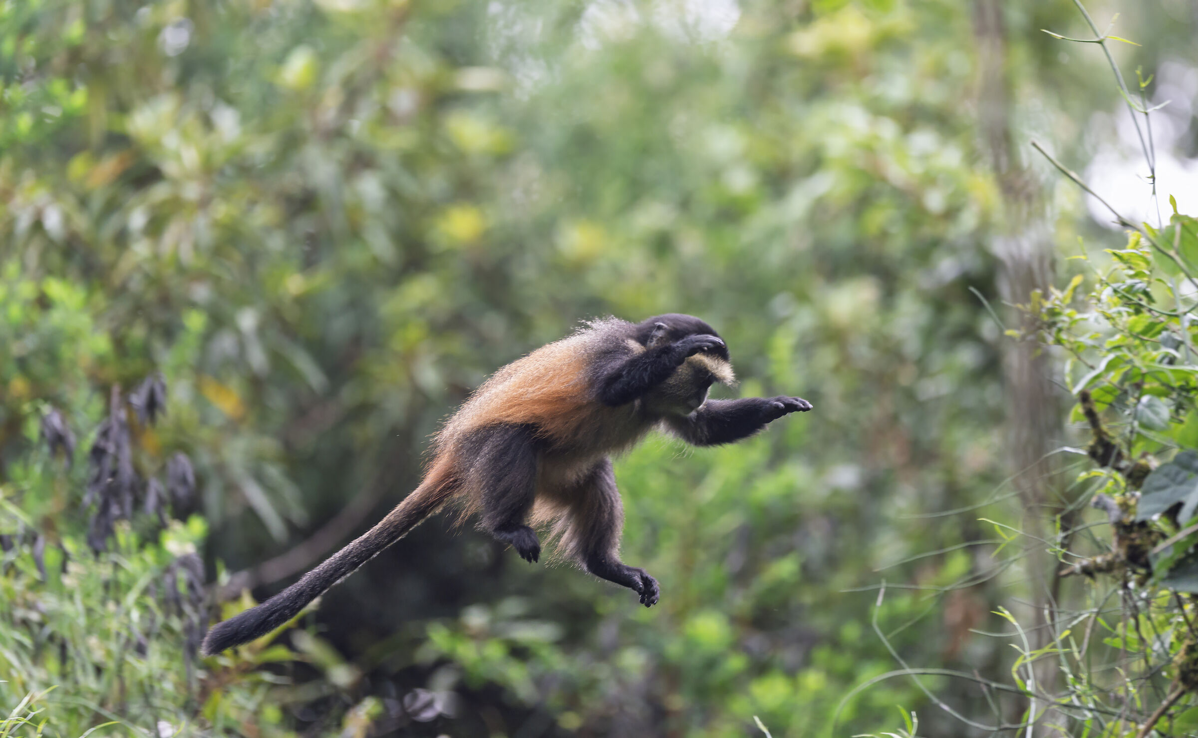 Flying golden monkey