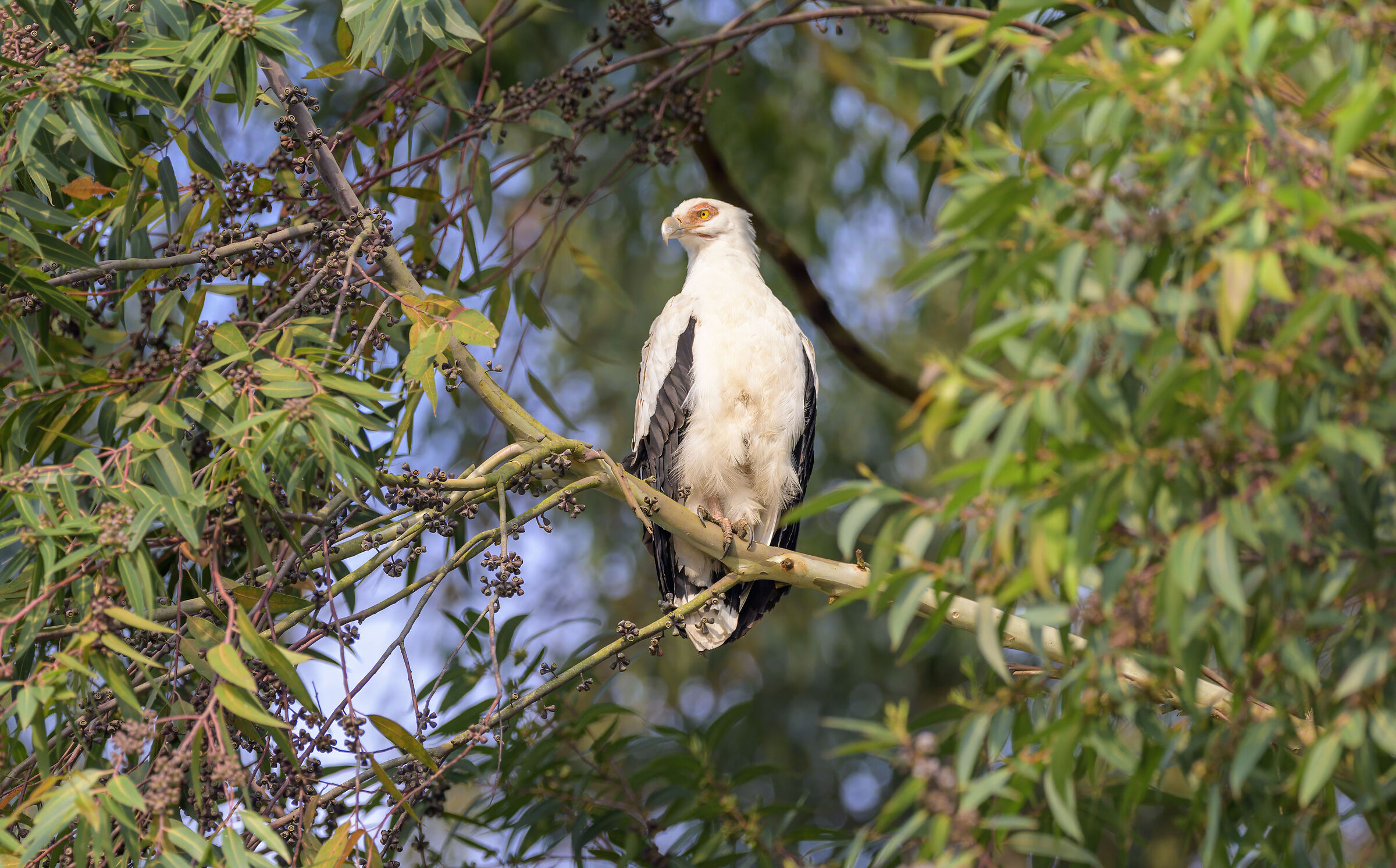 Avvoltoio delle palme