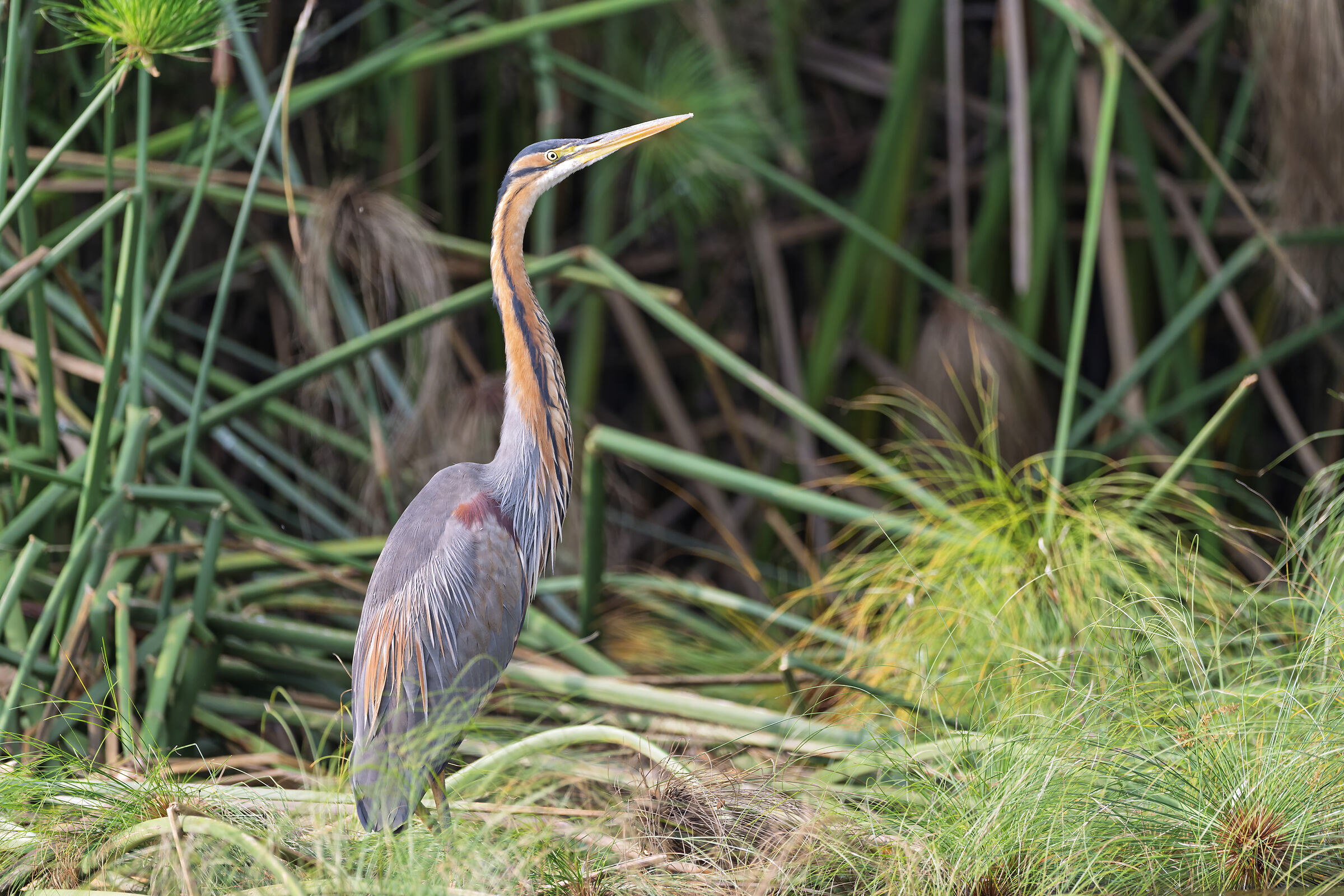 Purple heron