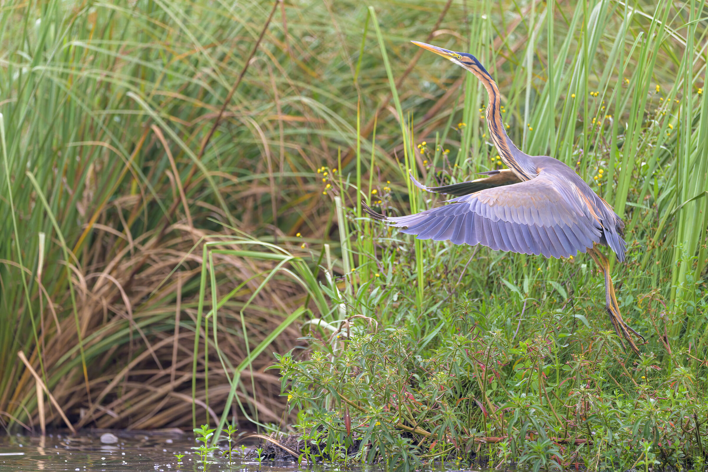 purple heron