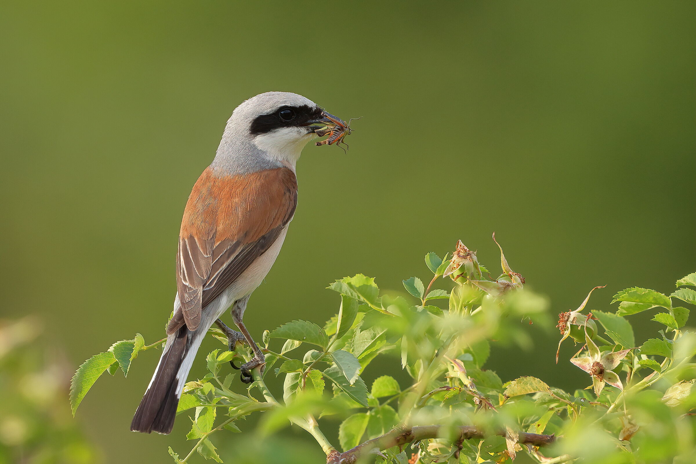 Red-backed shrike