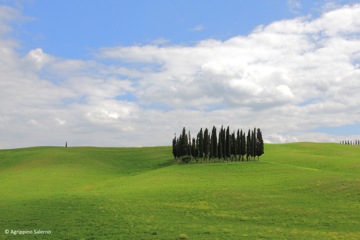 Val D'orcia, I cipressini di S. Quirico