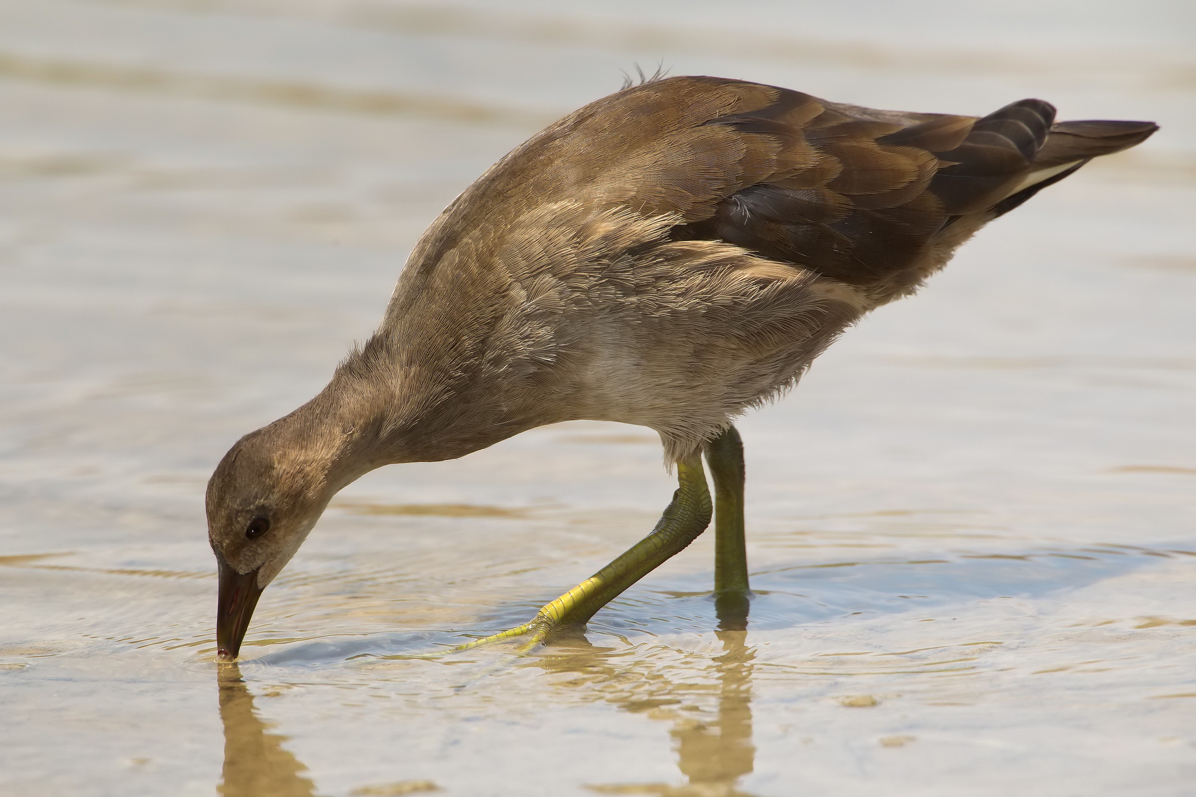Young Moorhen