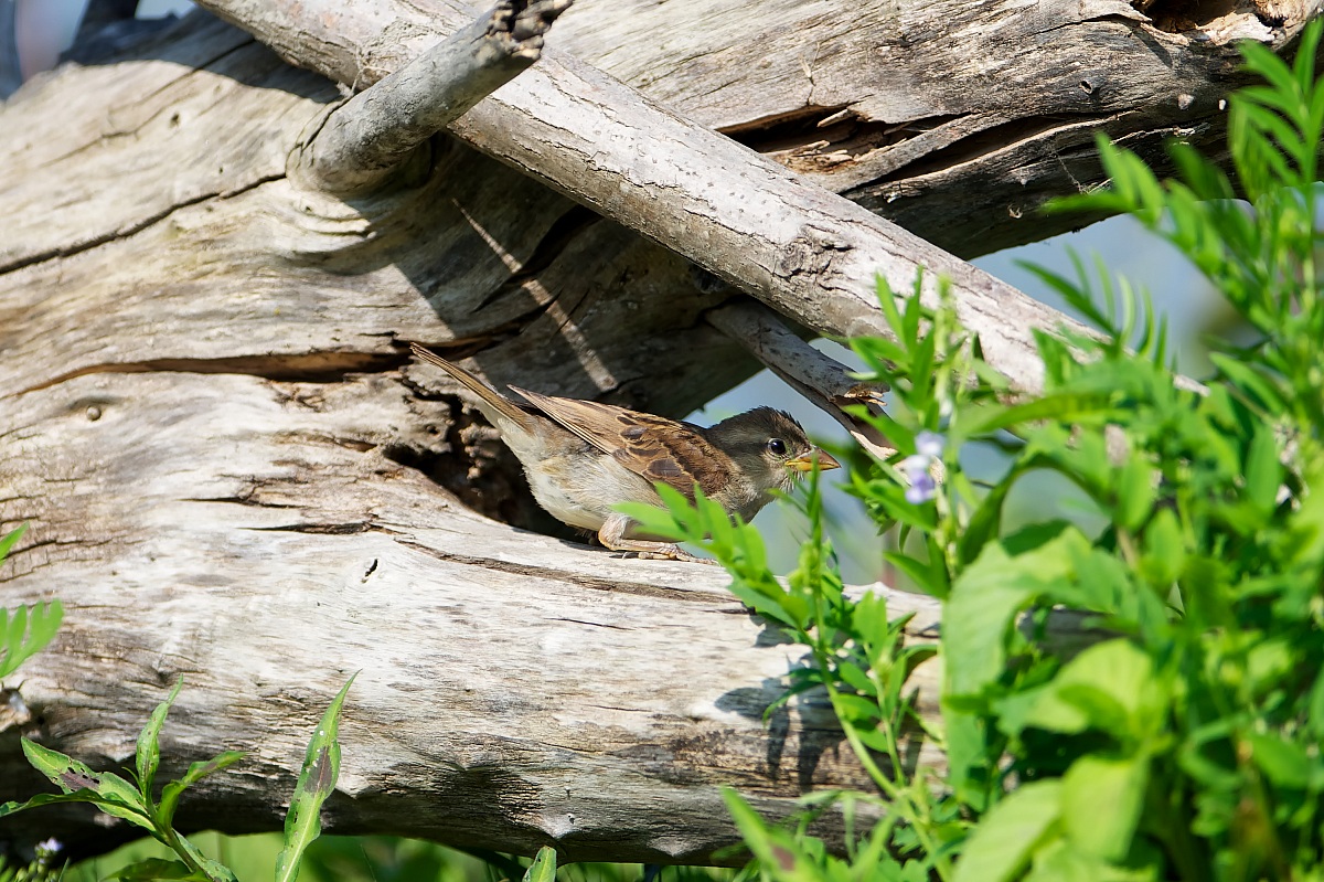 1 - House Sparrow Passer-italiae of Italy - Young