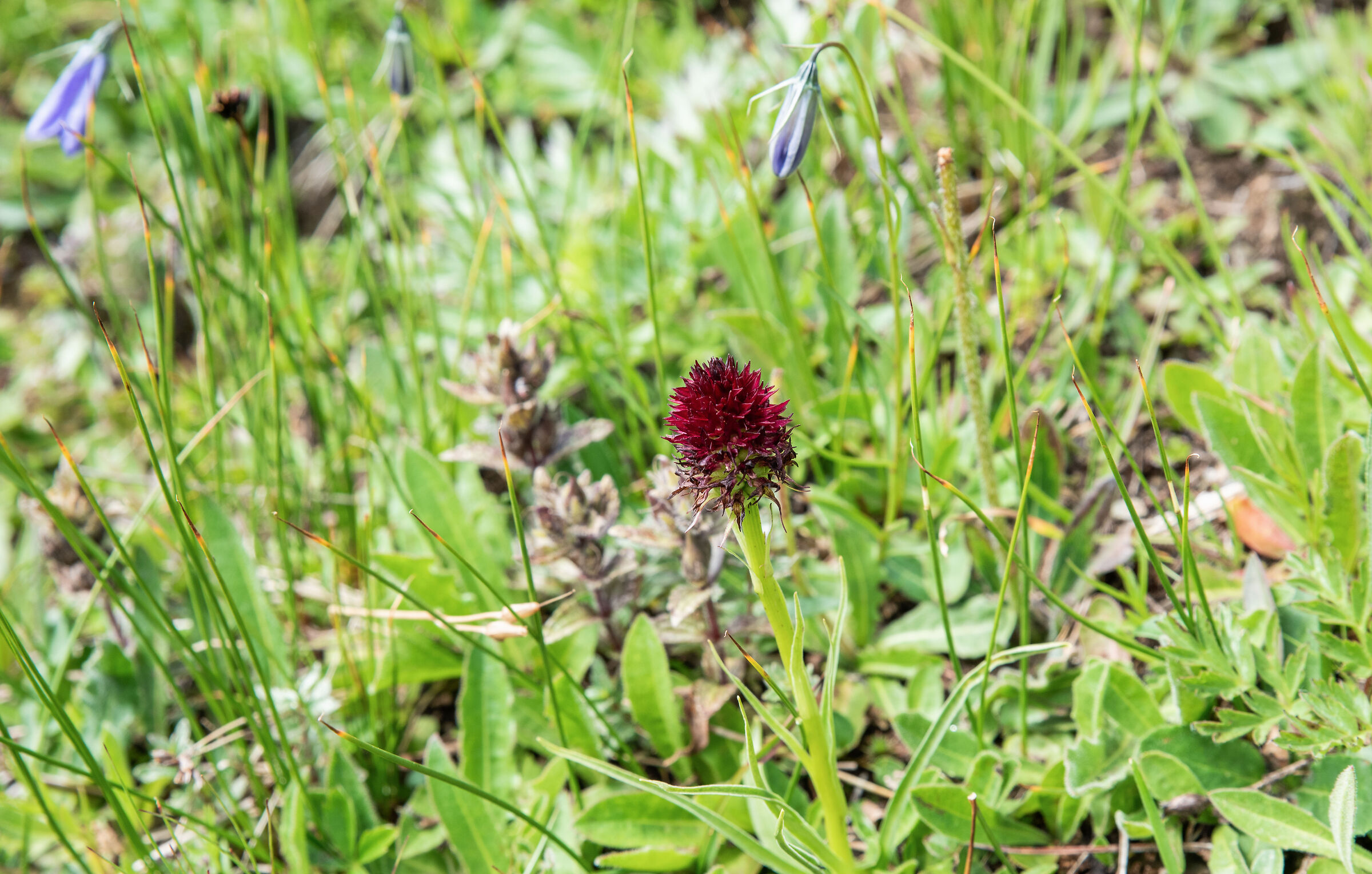 Nigritella