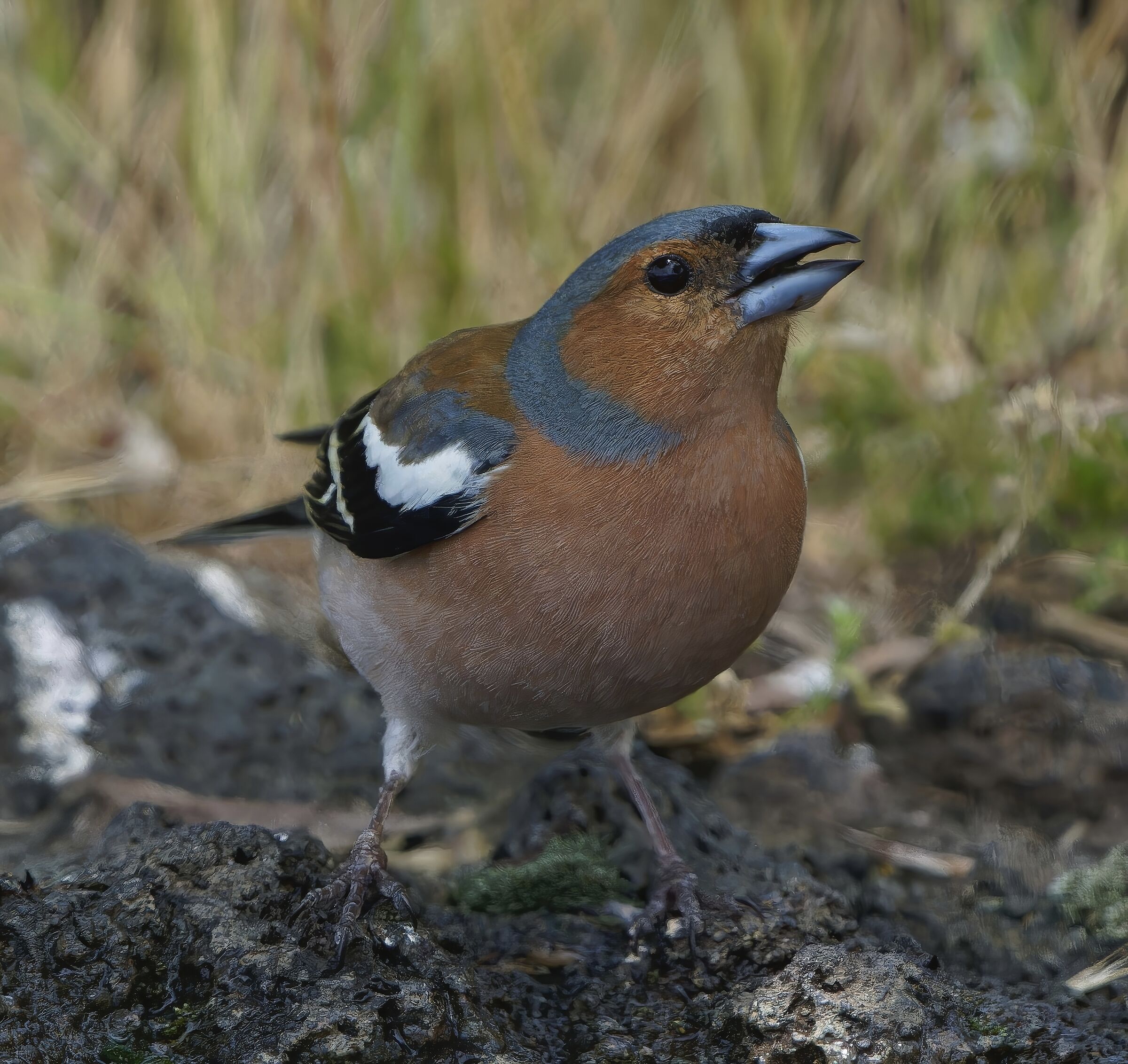 Chaffinch