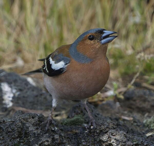 Foto