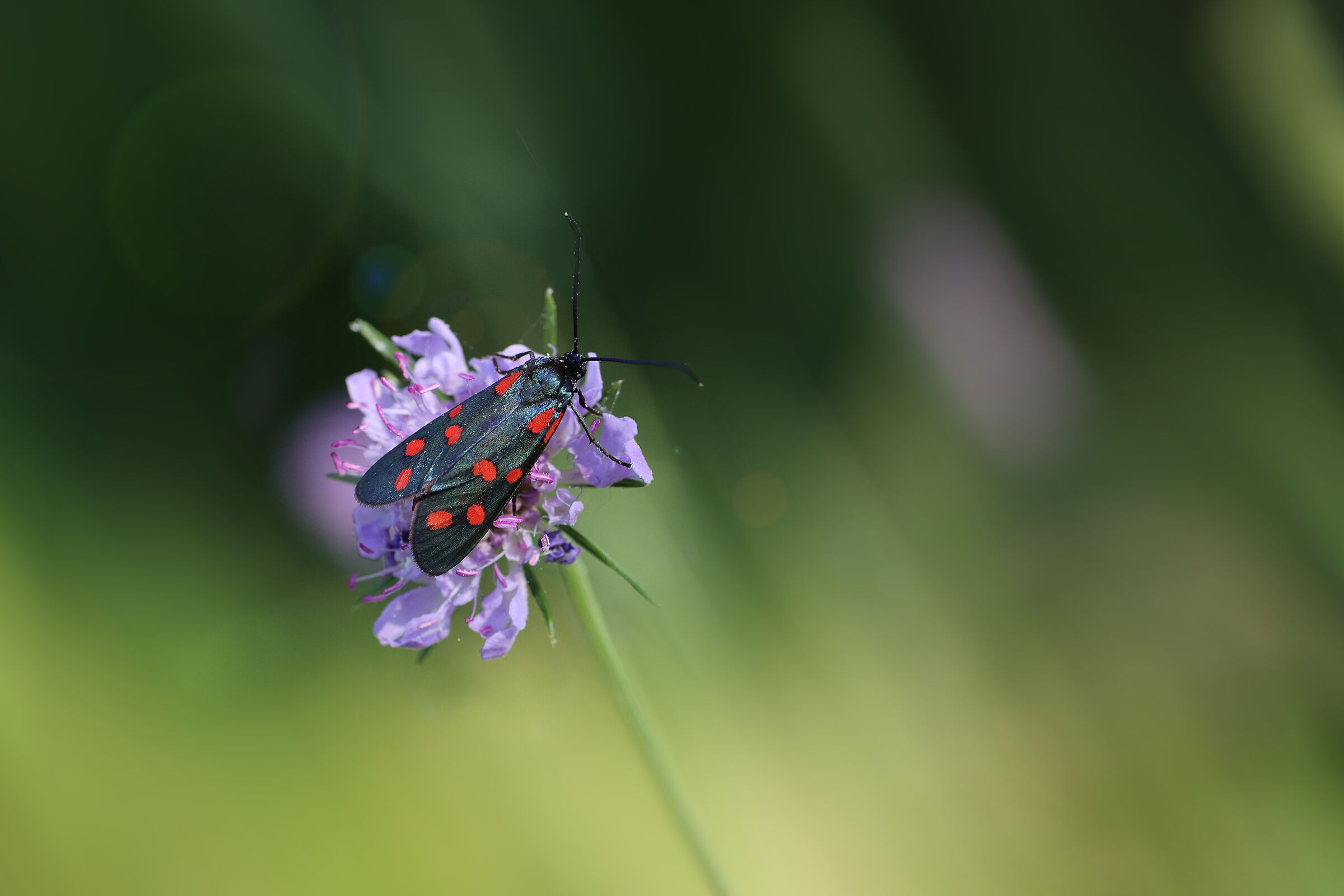 Zygaena