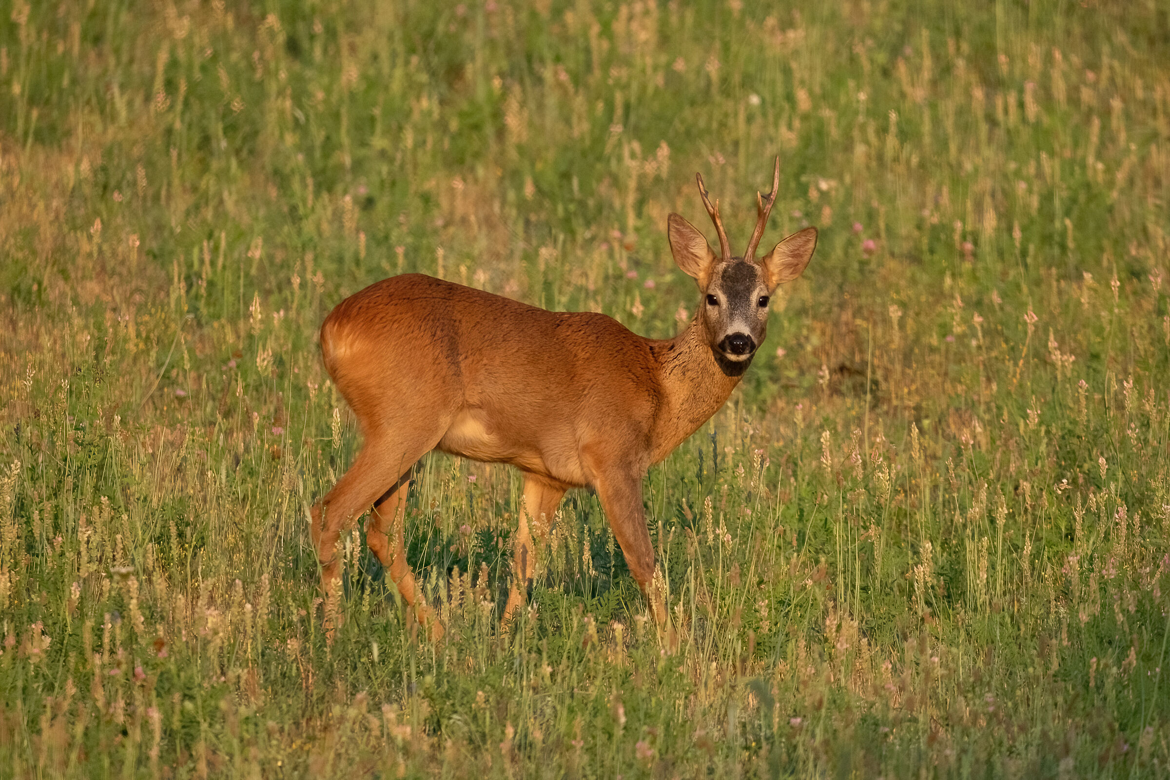 Capriolo (Capreolus capreolus)