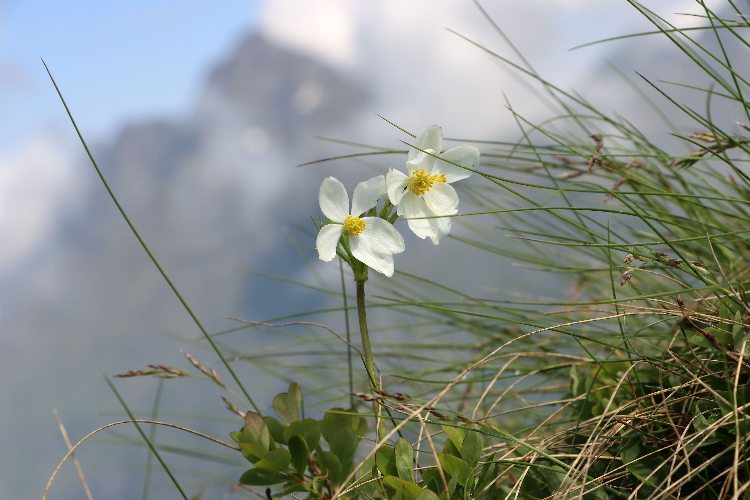 Flowers between the tops